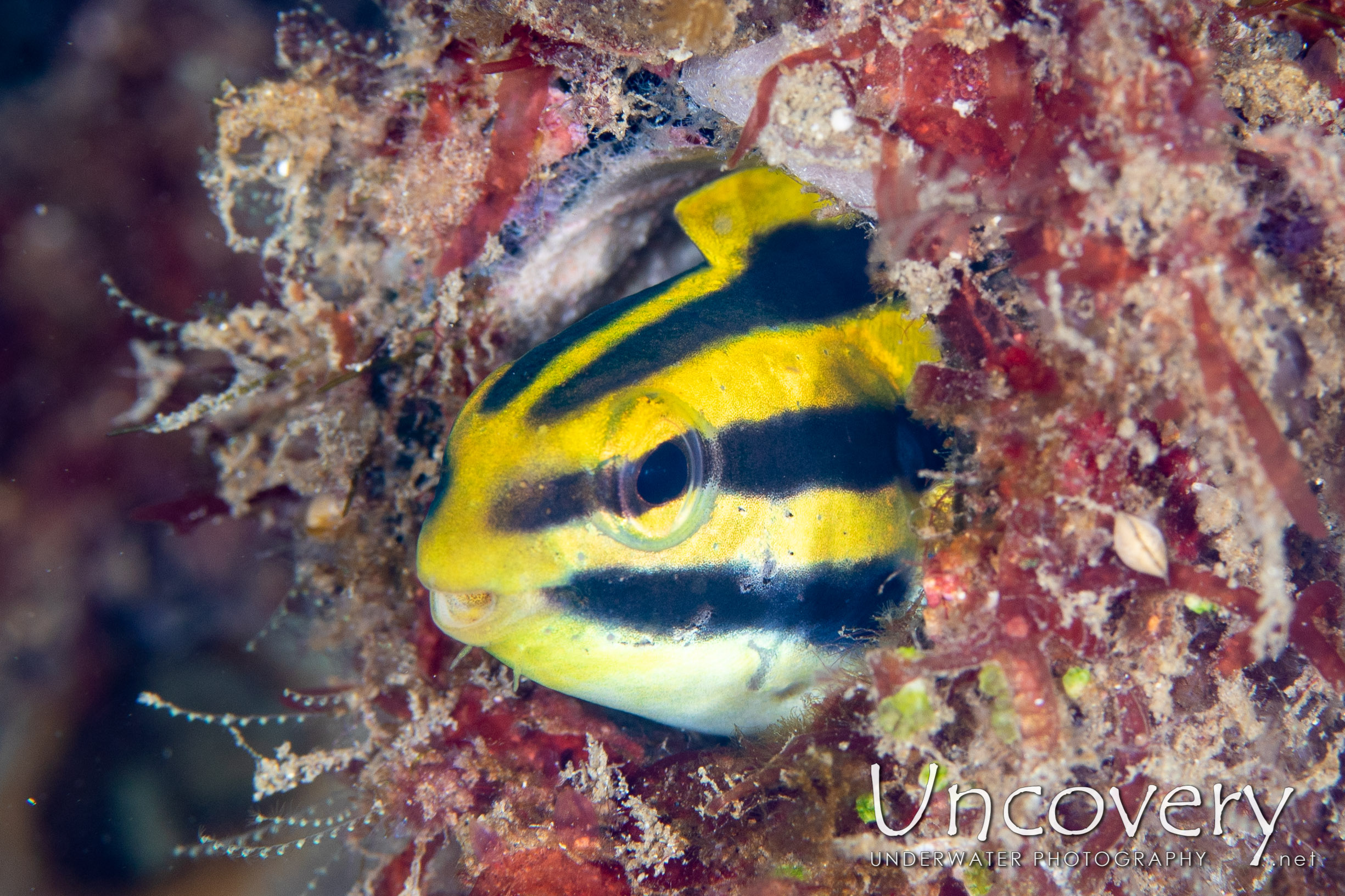 Shorthead Fangblenny (petroscirtes Breviceps), photo taken in Indonesia, North Sulawesi, Lembeh Strait, Nudi Falls