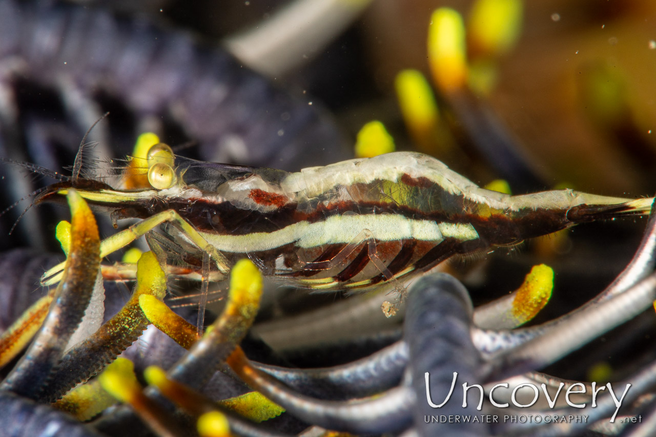 Ambon Crinoid Shrimp (laomenes Amboinensis) shot in Indonesia|North Sulawesi|Lembeh Strait|Nudi Falls
