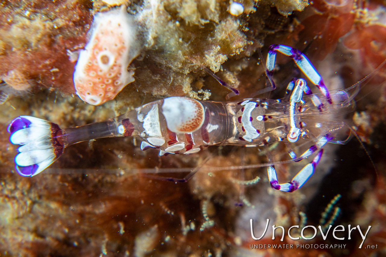 Graceful Anemone Shrimp (periclimenes Venustus) shot in Indonesia|North Sulawesi|Lembeh Strait|Nudi Falls