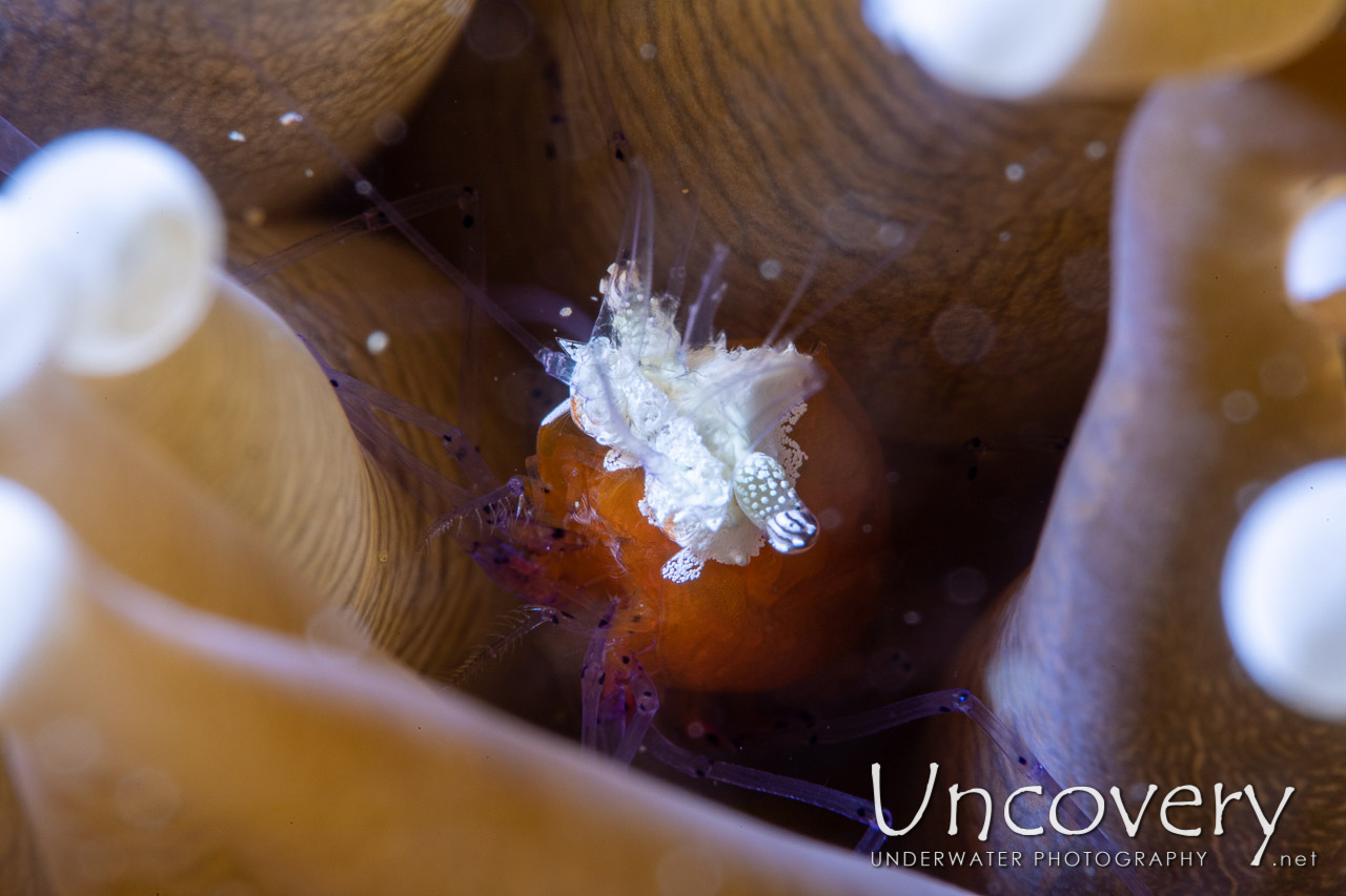 Mushroom Coral Shrimp (cuapetes Kororensis) shot in Indonesia|North Sulawesi|Lembeh Strait|Critter Hunt