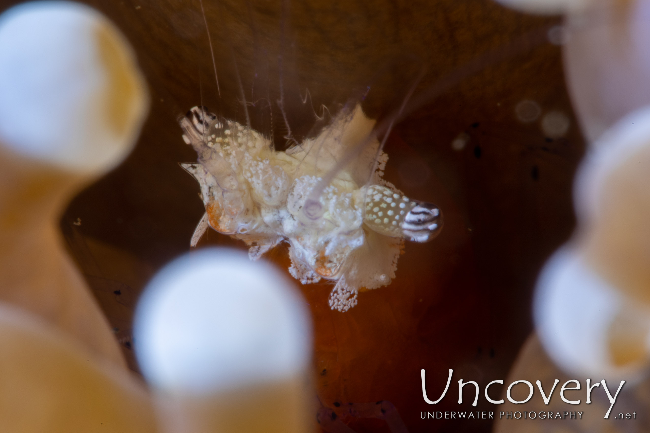 Mushroom Coral Shrimp (cuapetes Kororensis), photo taken in Indonesia, North Sulawesi, Lembeh Strait, Critter Hunt