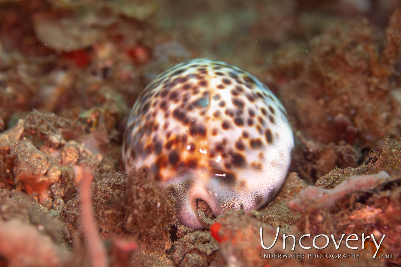 Tiger Shell (cypraea Tigris) shot in Indonesia|North Sulawesi|Lembeh Strait|Critter Hunt