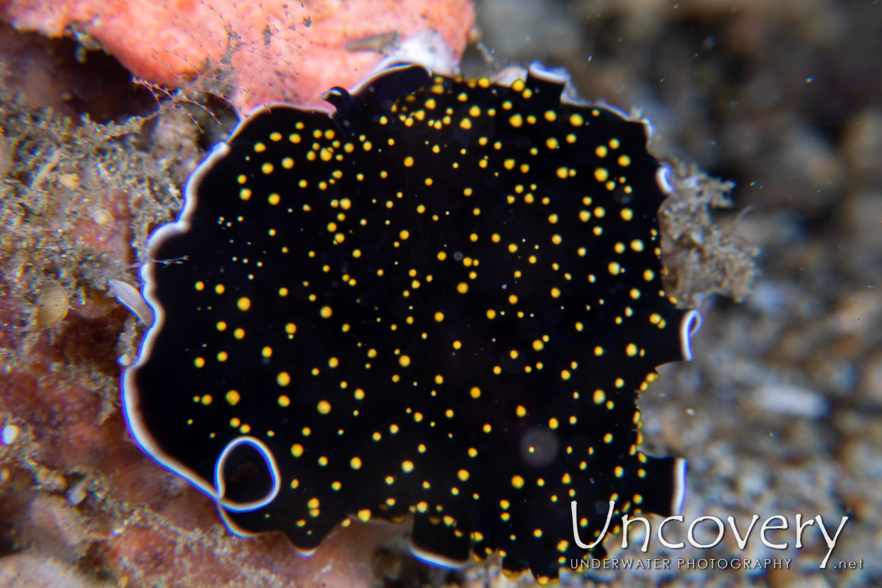 Polyclad Flatworm shot in Indonesia|North Sulawesi|Lembeh Strait|Critter Hunt