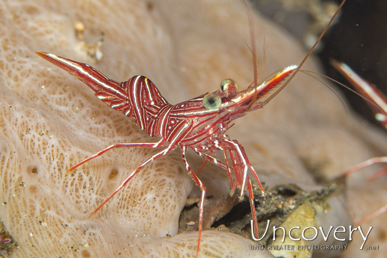 Dancing Shrimp (rhynchocinetes Durbanensis), photo taken in Indonesia, North Sulawesi, Lembeh Strait, Critter Hunt