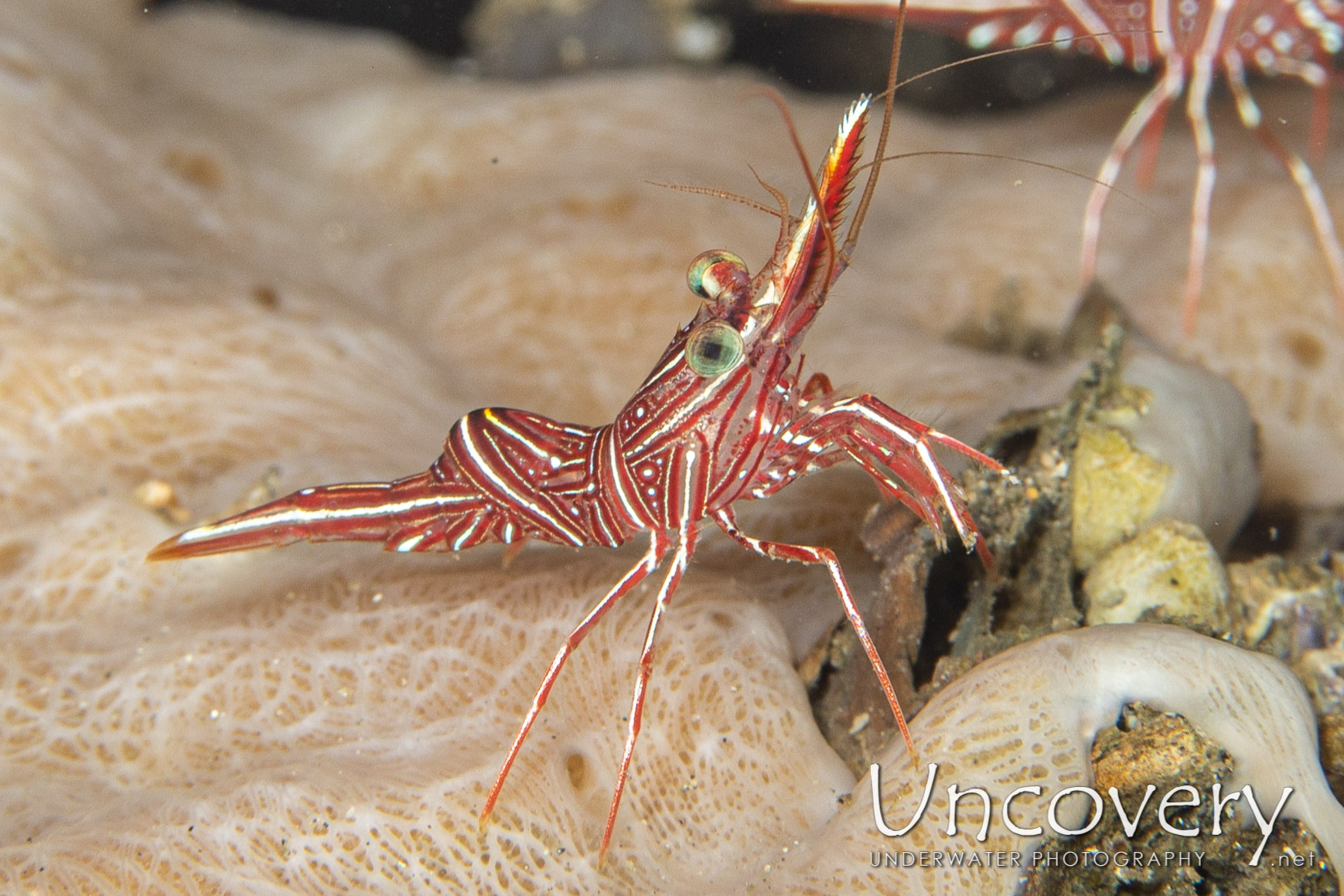 Dancing Shrimp (rhynchocinetes Durbanensis), photo taken in Indonesia, North Sulawesi, Lembeh Strait, Critter Hunt