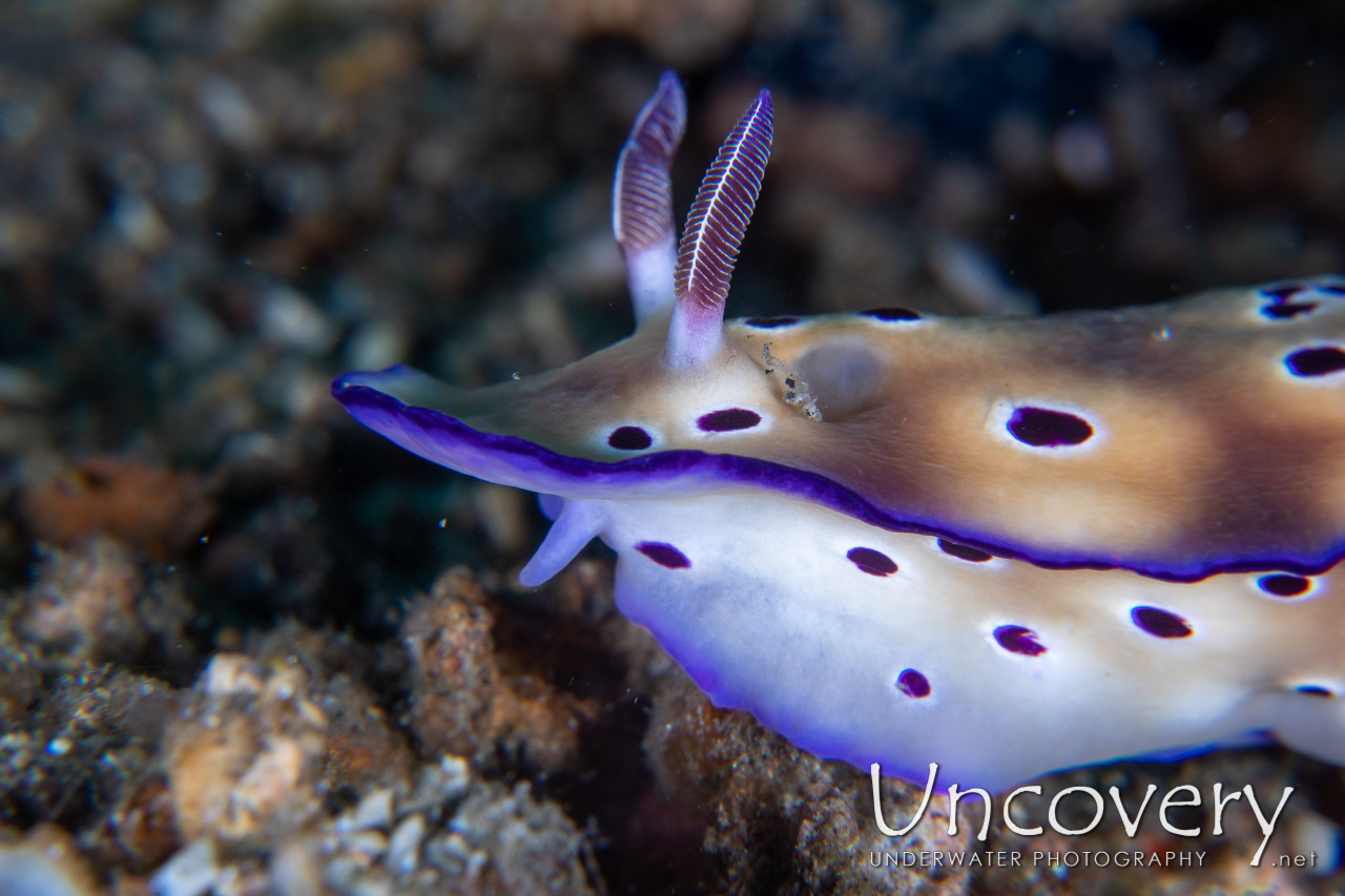 Nudibranch shot in Indonesia|North Sulawesi|Lembeh Strait|Critter Hunt