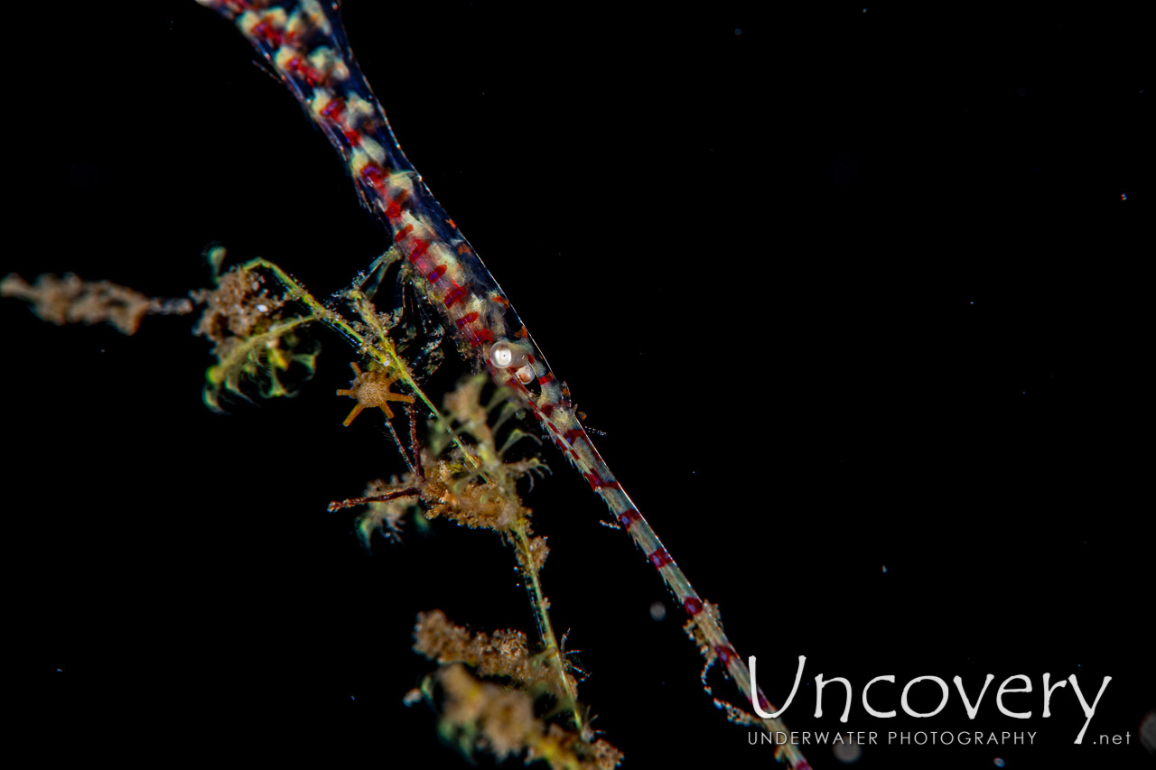 Banded Tozeuma Shrimp (tozeuma Armatum) shot in Indonesia|North Sulawesi|Lembeh Strait|Critter Hunt