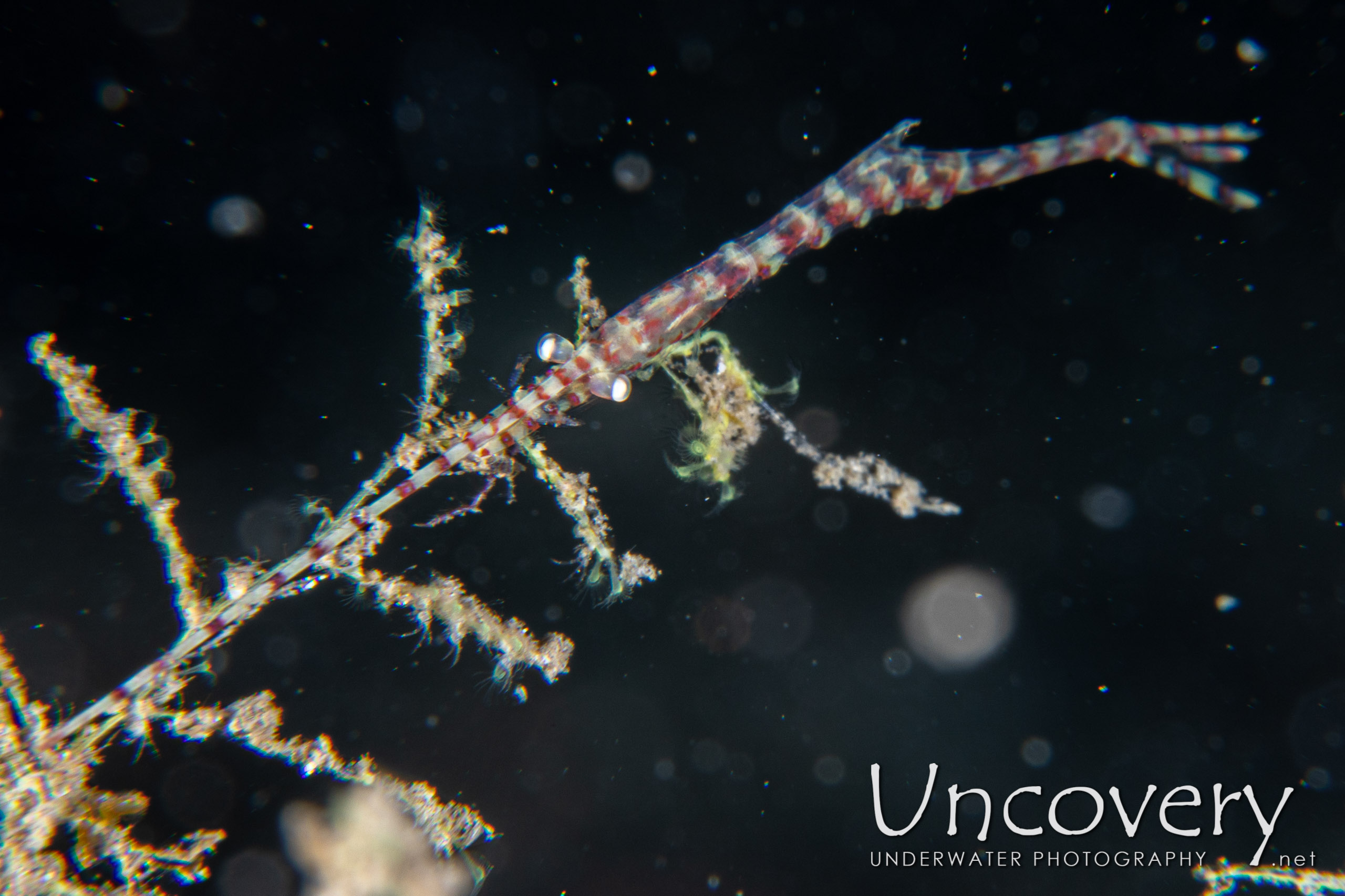 Banded Tozeuma Shrimp (tozeuma Armatum), photo taken in Indonesia, North Sulawesi, Lembeh Strait, Critter Hunt