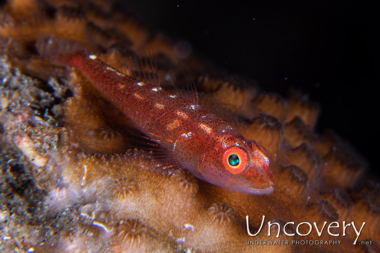  shot in Indonesia|North Sulawesi|Lembeh Strait|Critter Hunt
