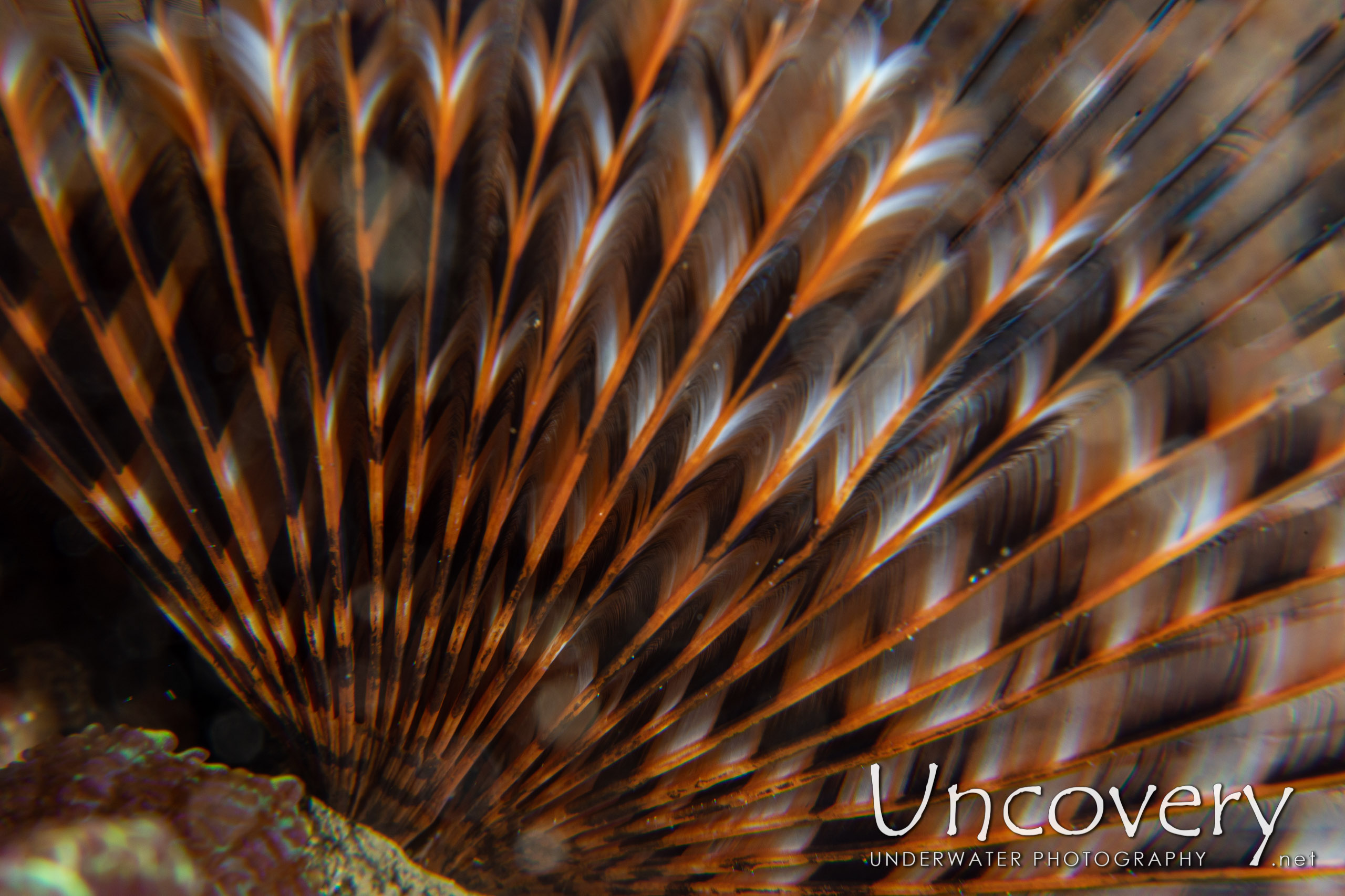 Indian Feather Duster Worm (sabellastarte Spectabilis), photo taken in Indonesia, North Sulawesi, Lembeh Strait, Critter Hunt