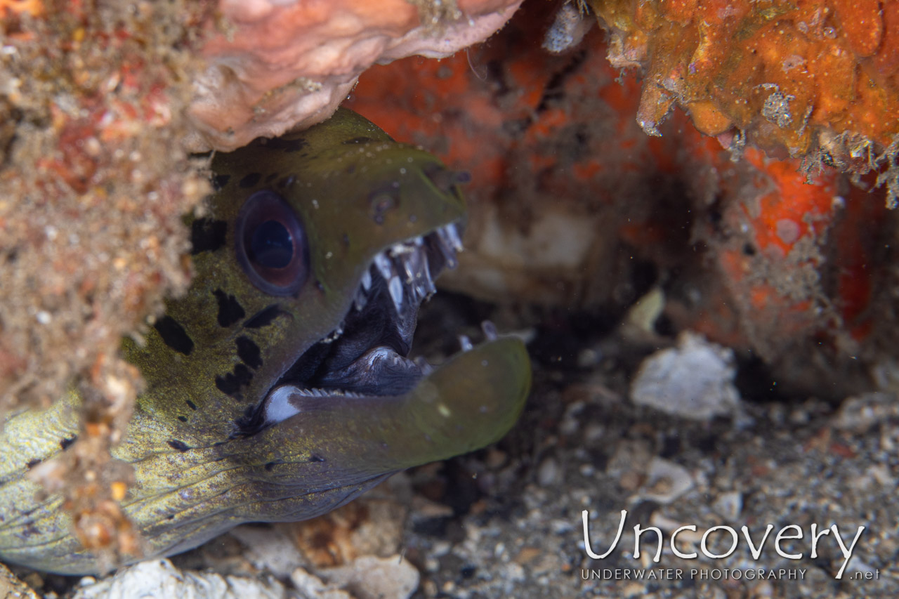 Fimbriated Moray (gymnothorax Fimbriatus) shot in Indonesia|North Sulawesi|Lembeh Strait|Critter Hunt