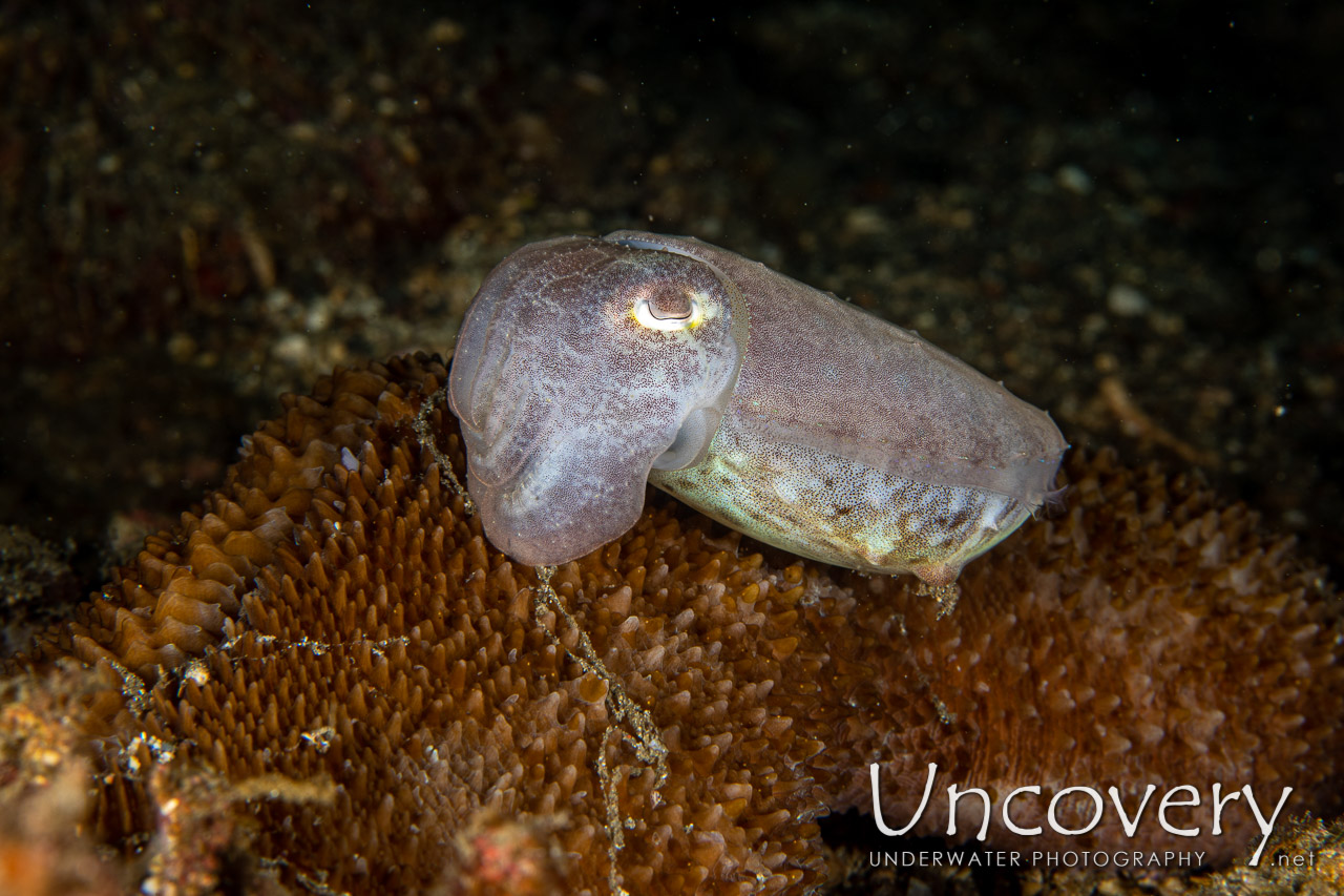 Broadclub Cuttlefish (sepia Latimanus) shot in Indonesia|North Sulawesi|Lembeh Strait|Critter Hunt