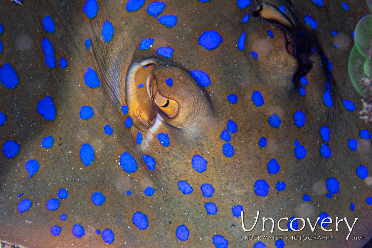 Blue-spotted Ribbontail Ray (taeniura Lymma) shot in Indonesia|North Sulawesi|Lembeh Strait|Critter Hunt