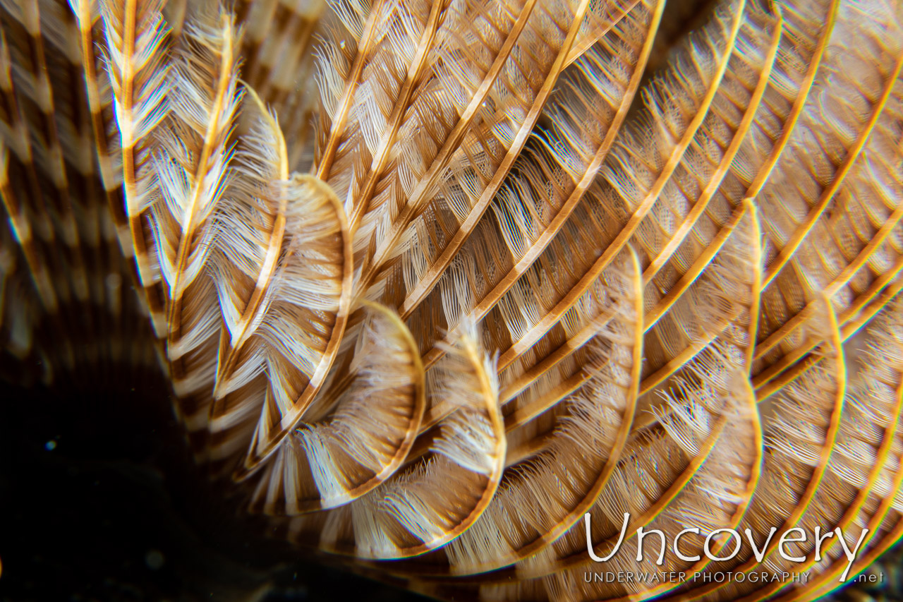 Indian Feather Duster Worm (sabellastarte Spectabilis) shot in Indonesia|North Sulawesi|Lembeh Strait|Critter Hunt