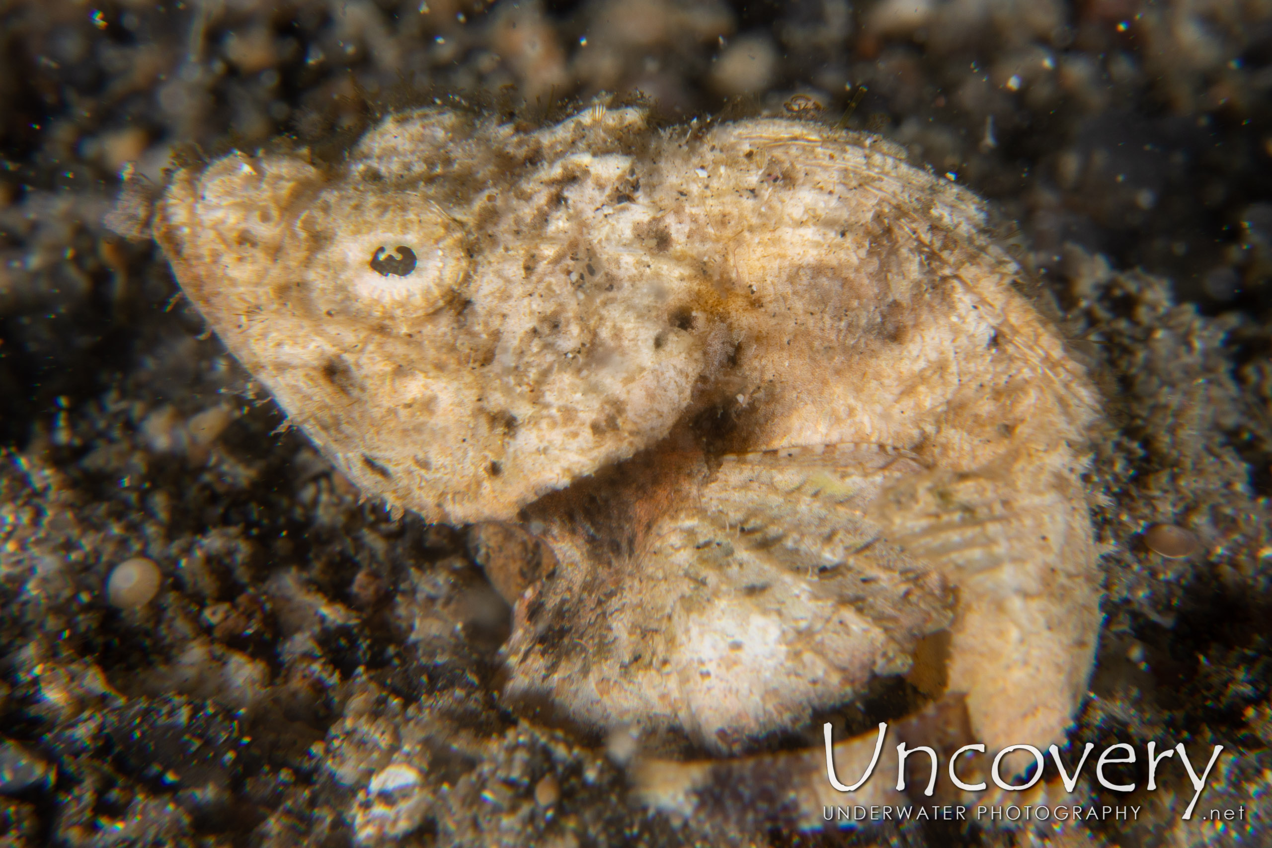 Humpback Scorpionfish (scorpaenopsis Macrochir), photo taken in Indonesia, North Sulawesi, Lembeh Strait, Sarena Besar 1