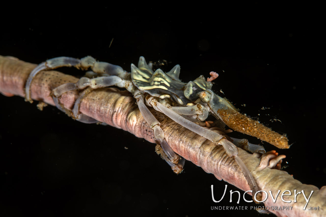 Xeno Crab (xenocarcinus Tuberculatus) shot in Indonesia|North Sulawesi|Lembeh Strait|Sarena Besar 1