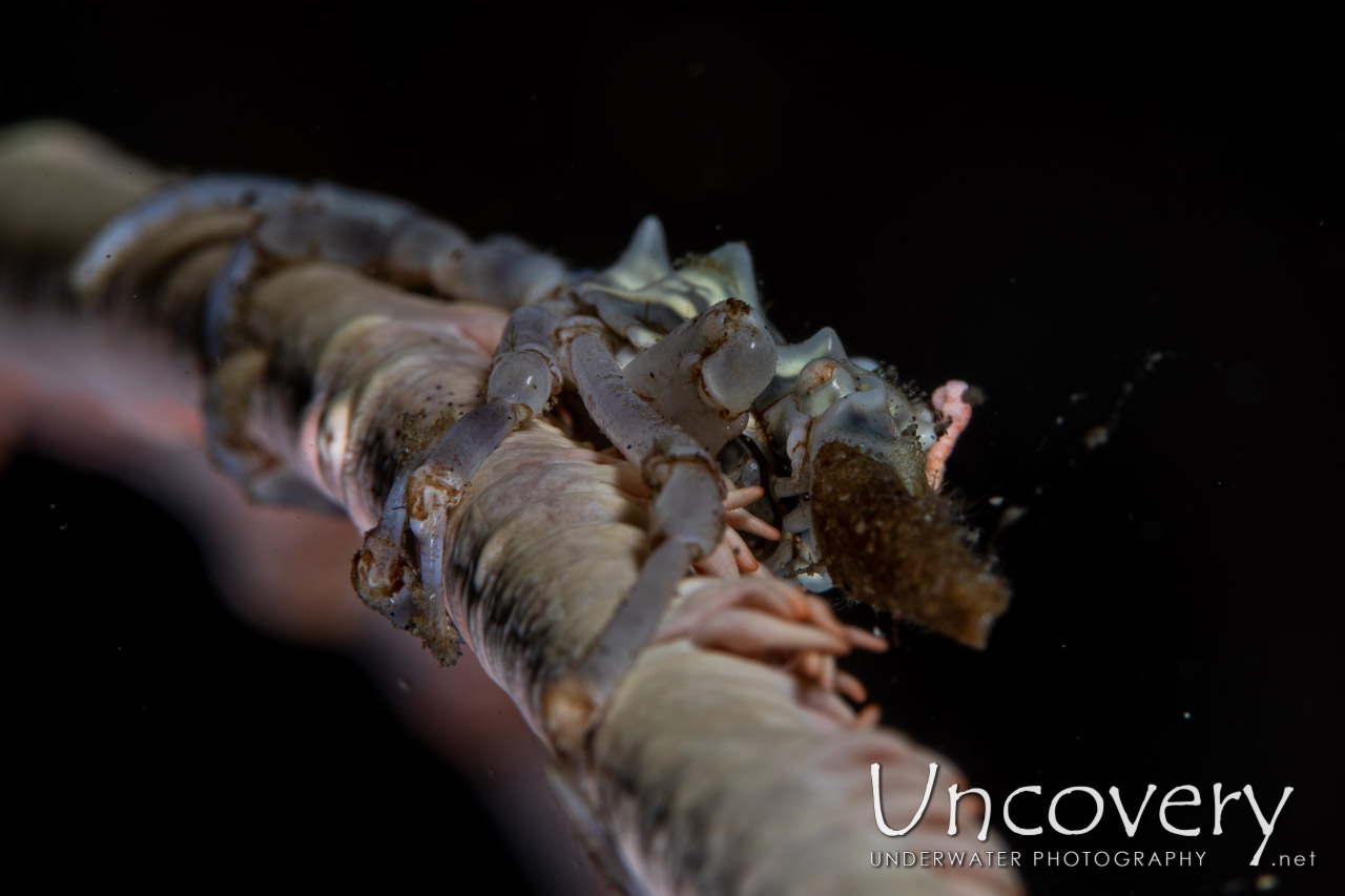 Xeno Crab (xenocarcinus Tuberculatus) shot in Indonesia|North Sulawesi|Lembeh Strait|Sarena Besar 1