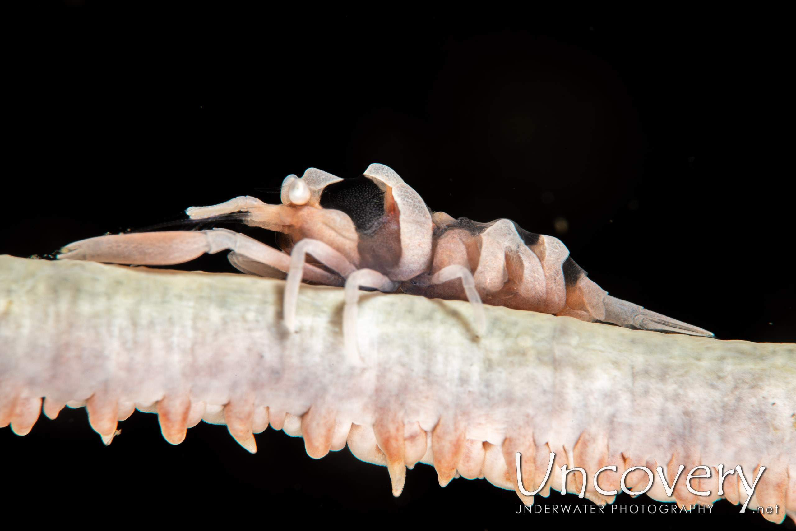 Zanzibar Whip Coral Shrimp (dasycaris Zanzibarica), photo taken in Indonesia, North Sulawesi, Lembeh Strait, Sarena Besar 1