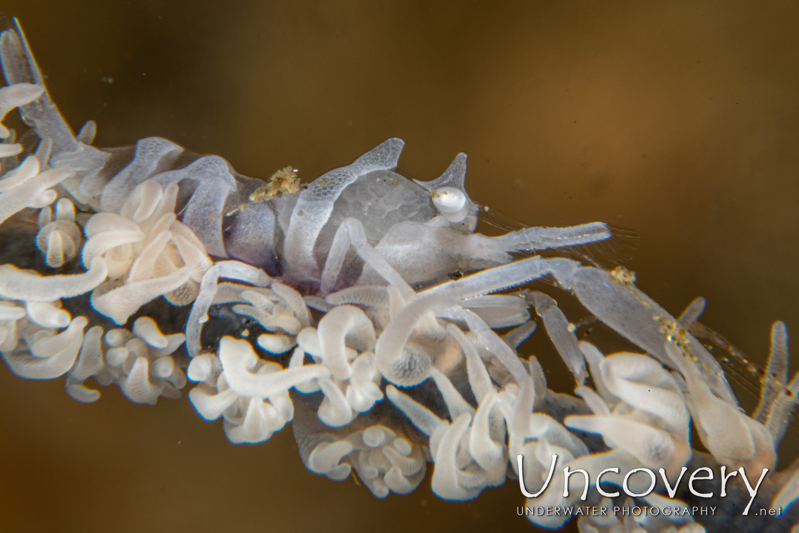 Zanzibar Whip Coral Shrimp (dasycaris Zanzibarica), photo taken in Indonesia, North Sulawesi, Lembeh Strait, Sarena Besar 1