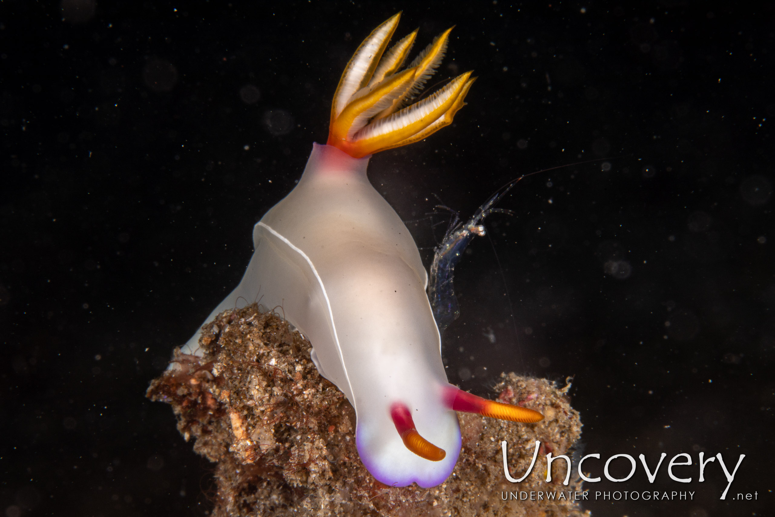 Nudibranch, photo taken in Indonesia, North Sulawesi, Lembeh Strait, Sarena Besar 1