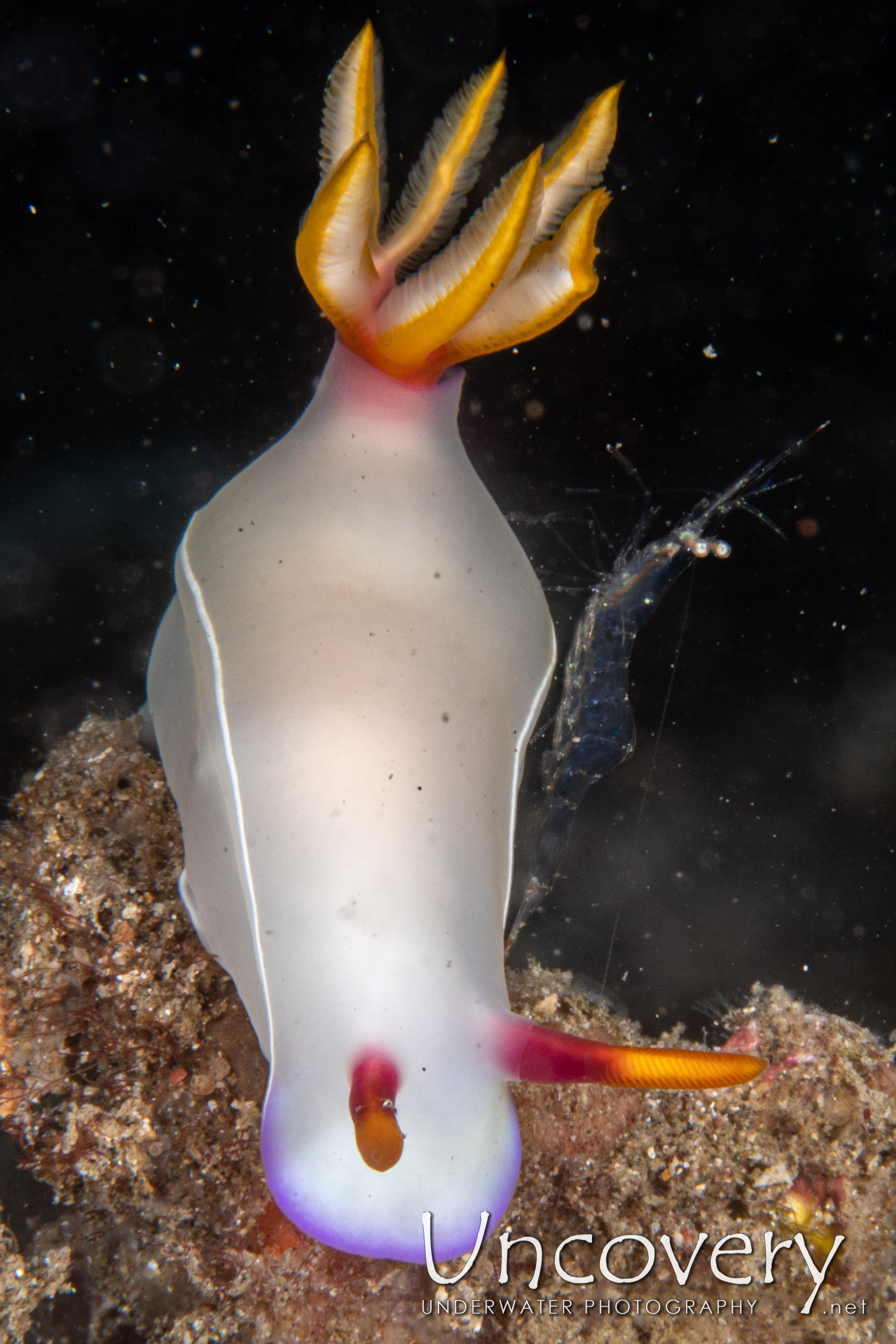 Nudibranch, photo taken in Indonesia, North Sulawesi, Lembeh Strait, Sarena Besar 1