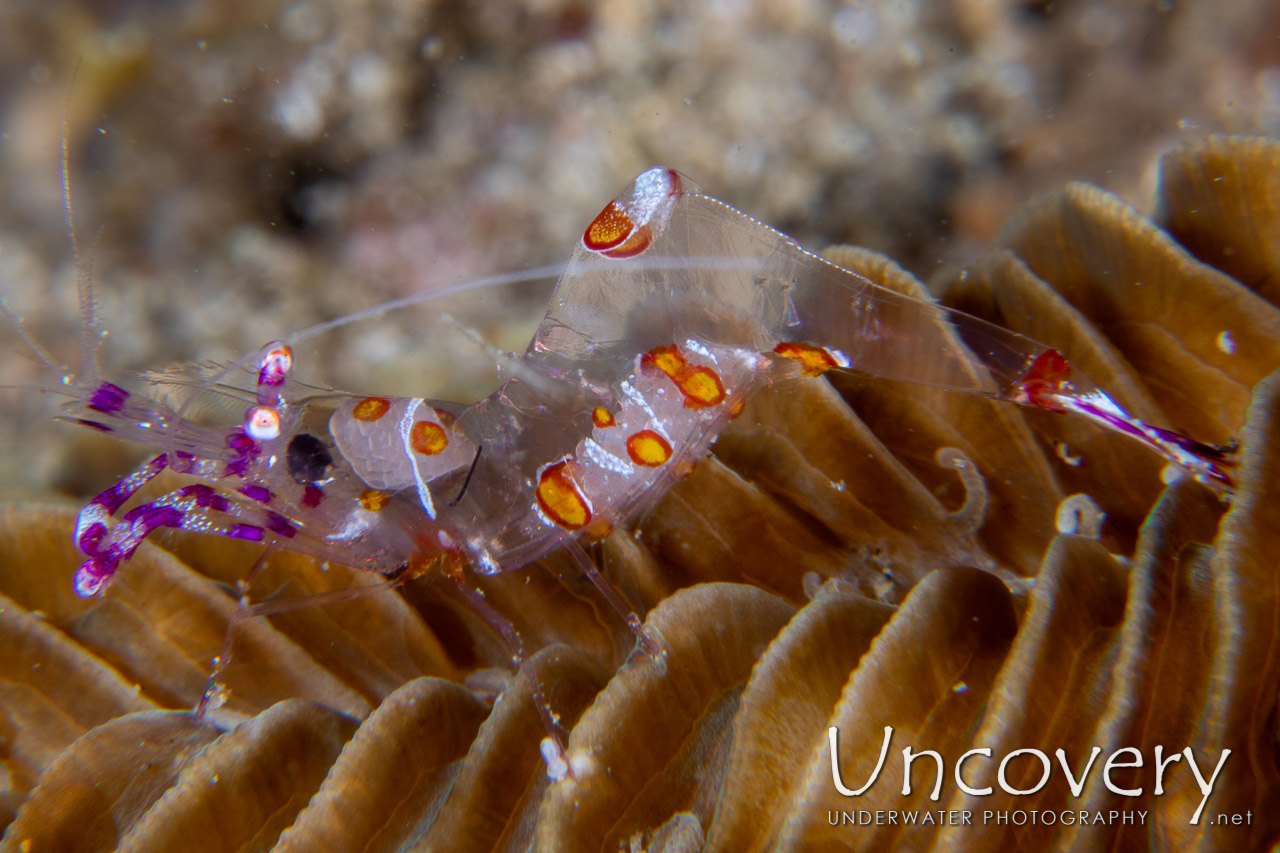 Yellow Spotted Anemone Shrimp (ancylomenes Luteomaculatus) shot in Indonesia|North Sulawesi|Lembeh Strait|Sarena Besar 1