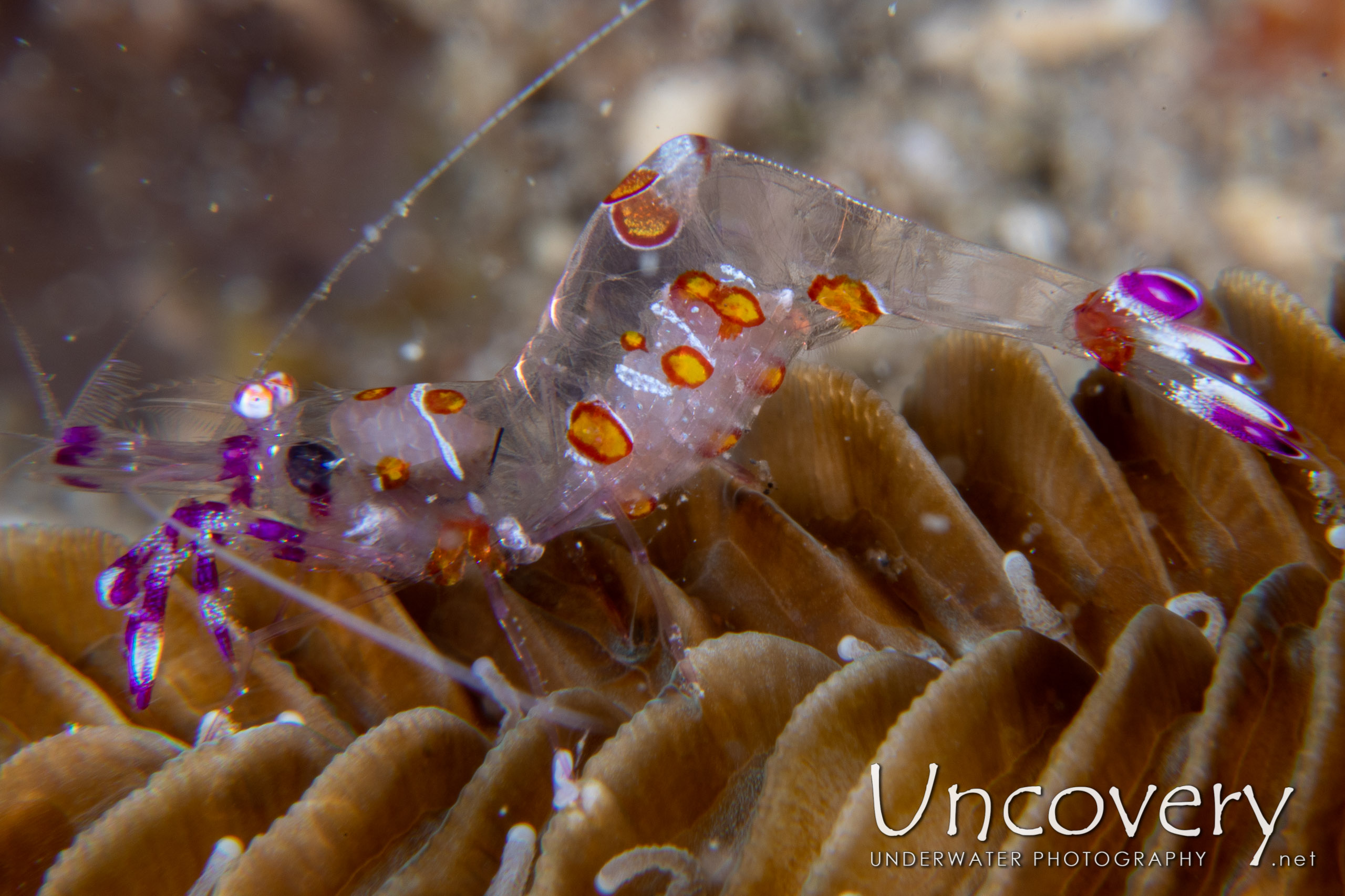 Yellow Spotted Anemone Shrimp (ancylomenes Luteomaculatus), photo taken in Indonesia, North Sulawesi, Lembeh Strait, Sarena Besar 1