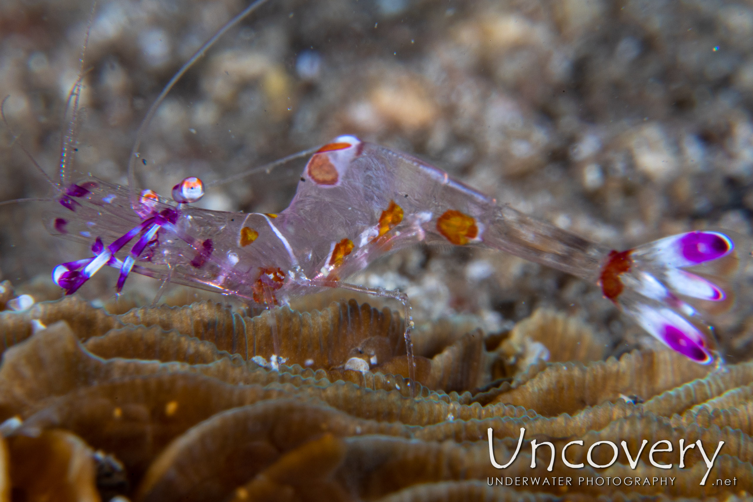 Yellow Spotted Anemone Shrimp (ancylomenes Luteomaculatus), photo taken in Indonesia, North Sulawesi, Lembeh Strait, Sarena Besar 1