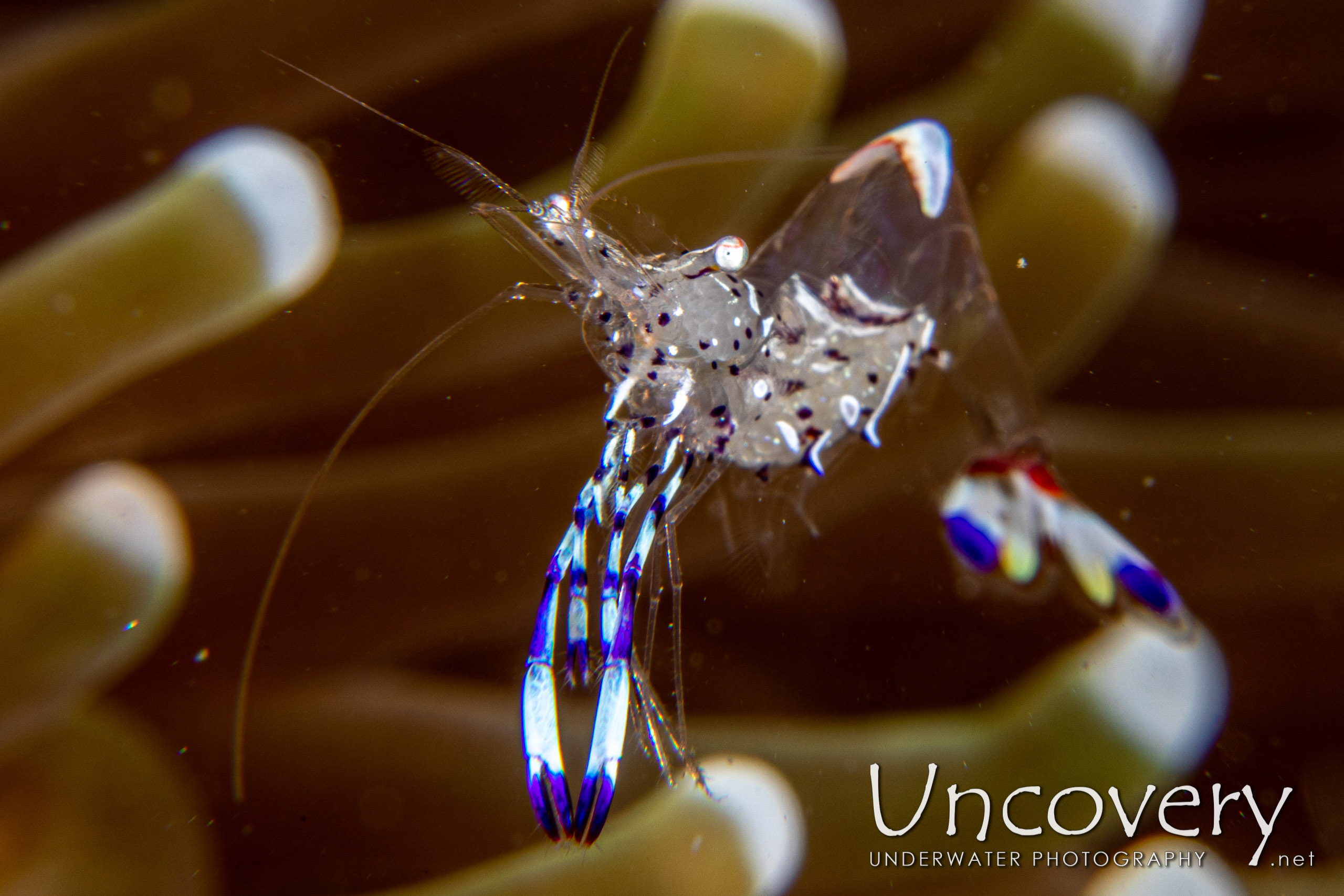 Holthuis' Anemone Shrimp (ancylomenes Holthuisi), photo taken in Indonesia, North Sulawesi, Lembeh Strait, Sarena Besar 1