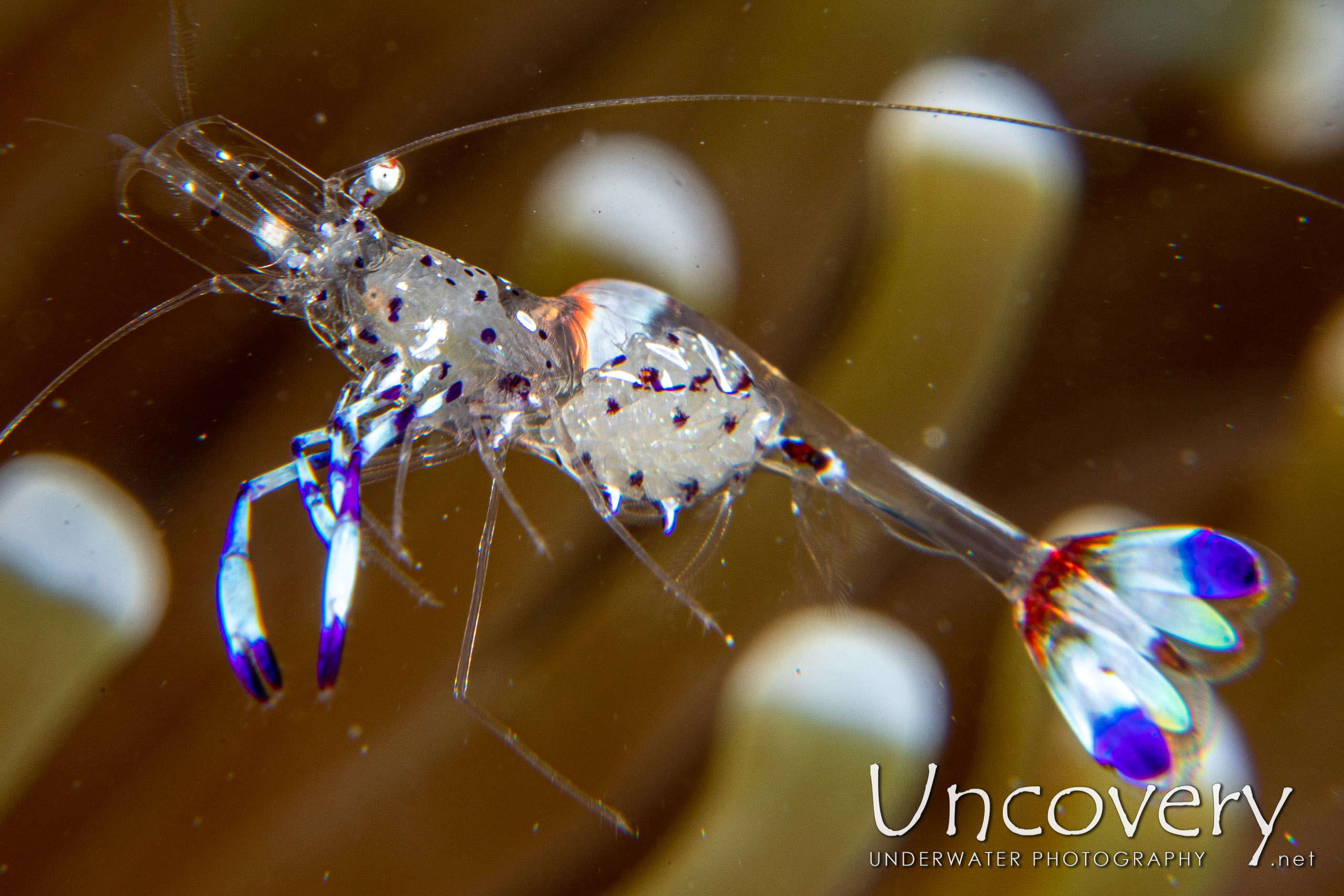 Holthuis' Anemone Shrimp (ancylomenes Holthuisi), photo taken in Indonesia, North Sulawesi, Lembeh Strait, Sarena Besar 1