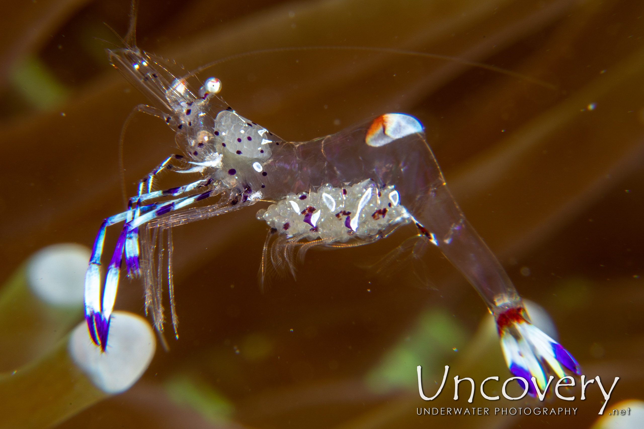 Holthuis' Anemone Shrimp (ancylomenes Holthuisi), photo taken in Indonesia, North Sulawesi, Lembeh Strait, Sarena Besar 1