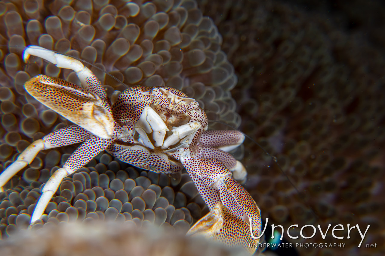 Spotted Porcelain Crab (neopetrolisthes Maculatus) shot in Indonesia|North Sulawesi|Lembeh Strait|Sarena Besar 1