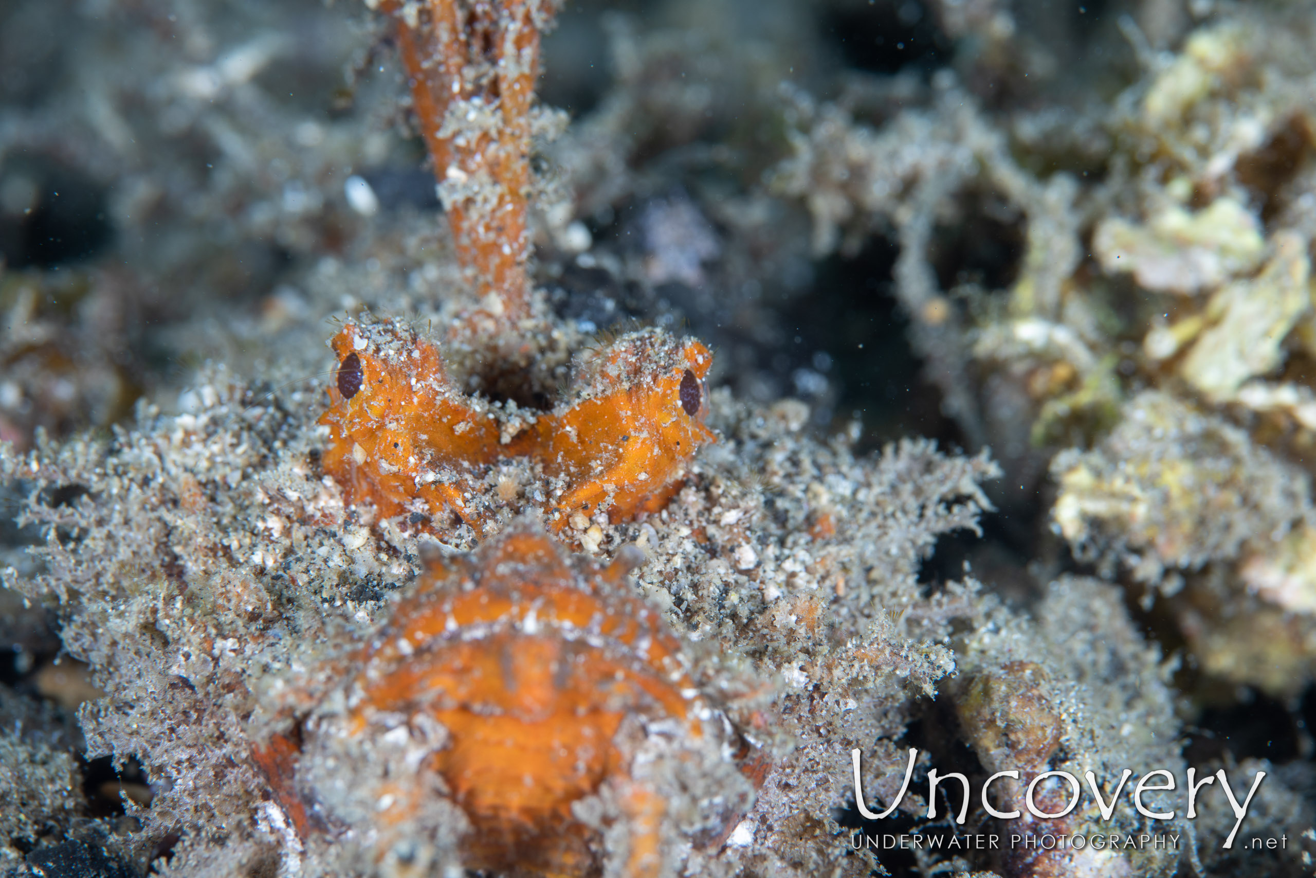 Spiny Devilfish (inimicus Didactylus), photo taken in Indonesia, North Sulawesi, Lembeh Strait, Sarena Besar 1