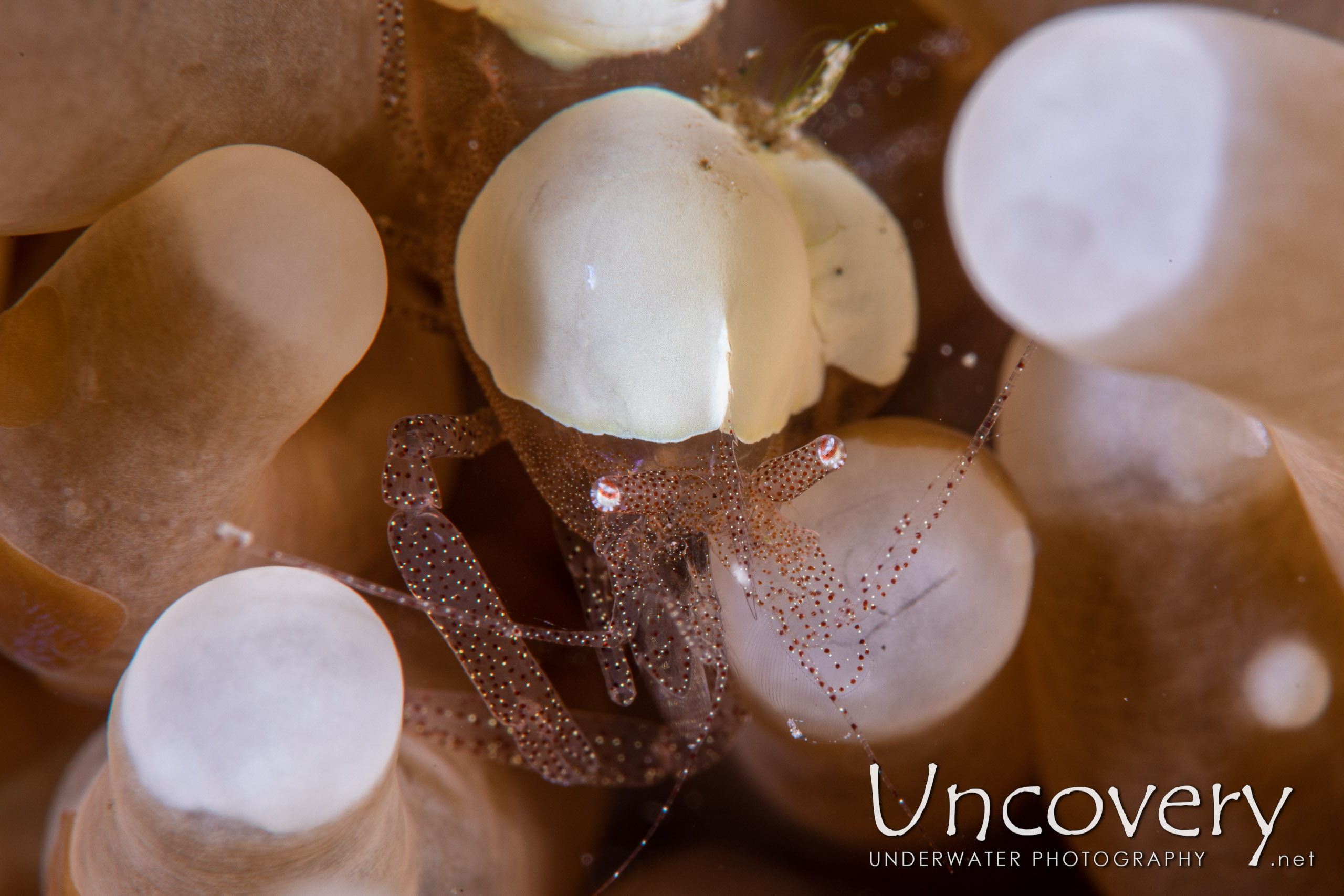 Eggshell Shrimp (hamopontonia Corallicola), photo taken in Indonesia, North Sulawesi, Lembeh Strait, Sarena Besar 1