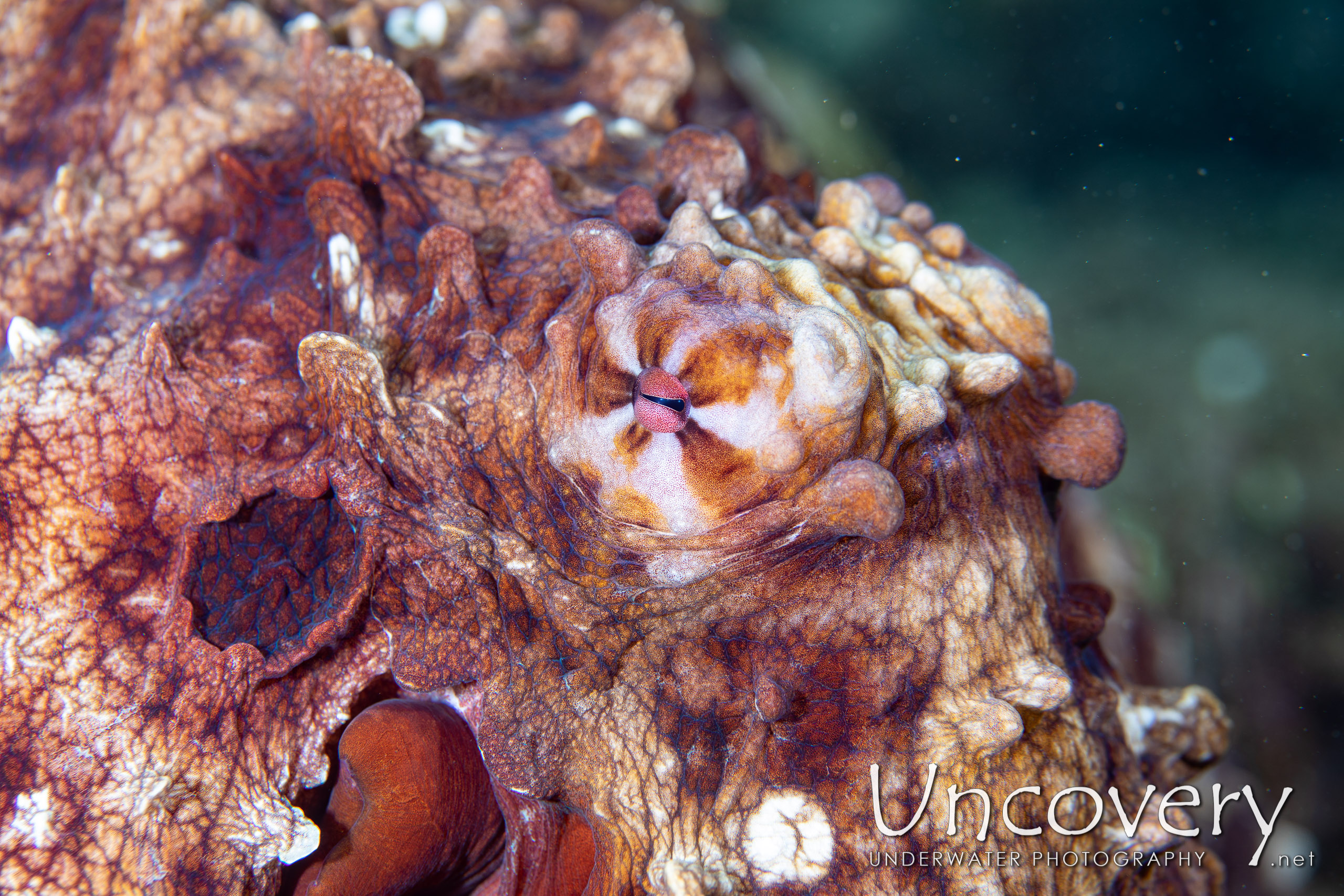 Day Octopus (octopus Cyanea), photo taken in Indonesia, North Sulawesi, Lembeh Strait, Makawide 3