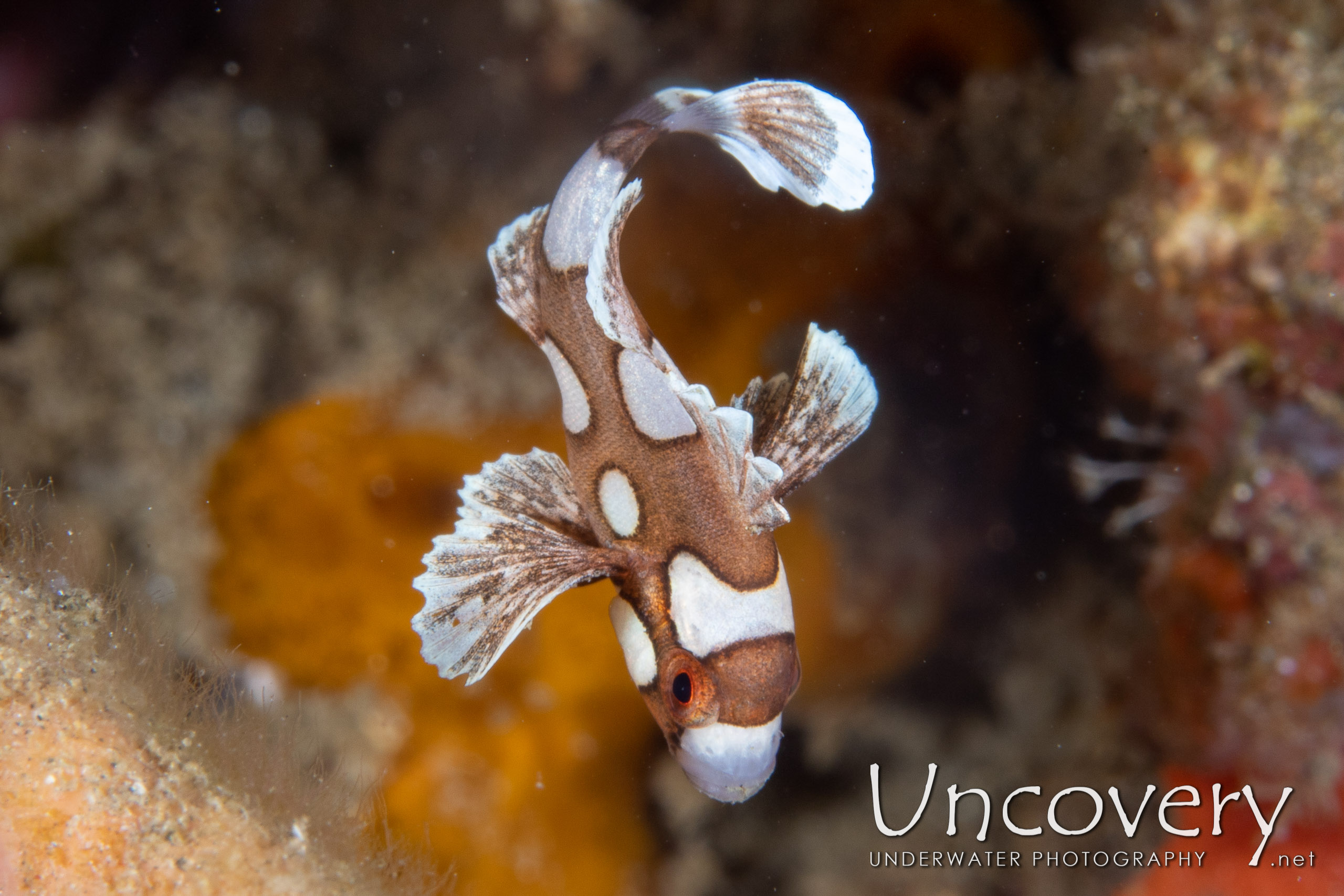 Harlequin Sweetlip (plectorhinhus Chaetodonoides), photo taken in Indonesia, North Sulawesi, Lembeh Strait, Makawide 3