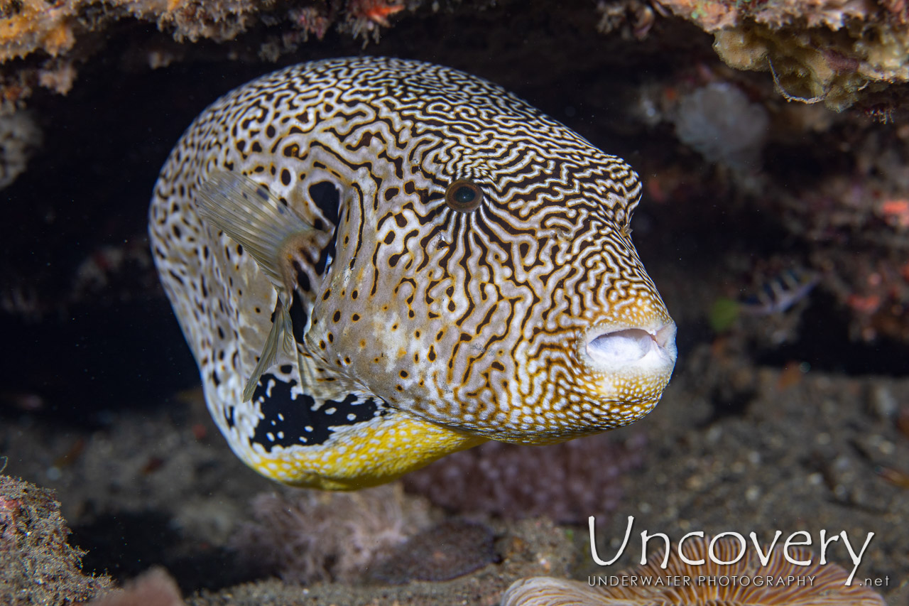 Map Puffer (arothron Mappa) shot in Indonesia|North Sulawesi|Lembeh Strait|Makawide 3