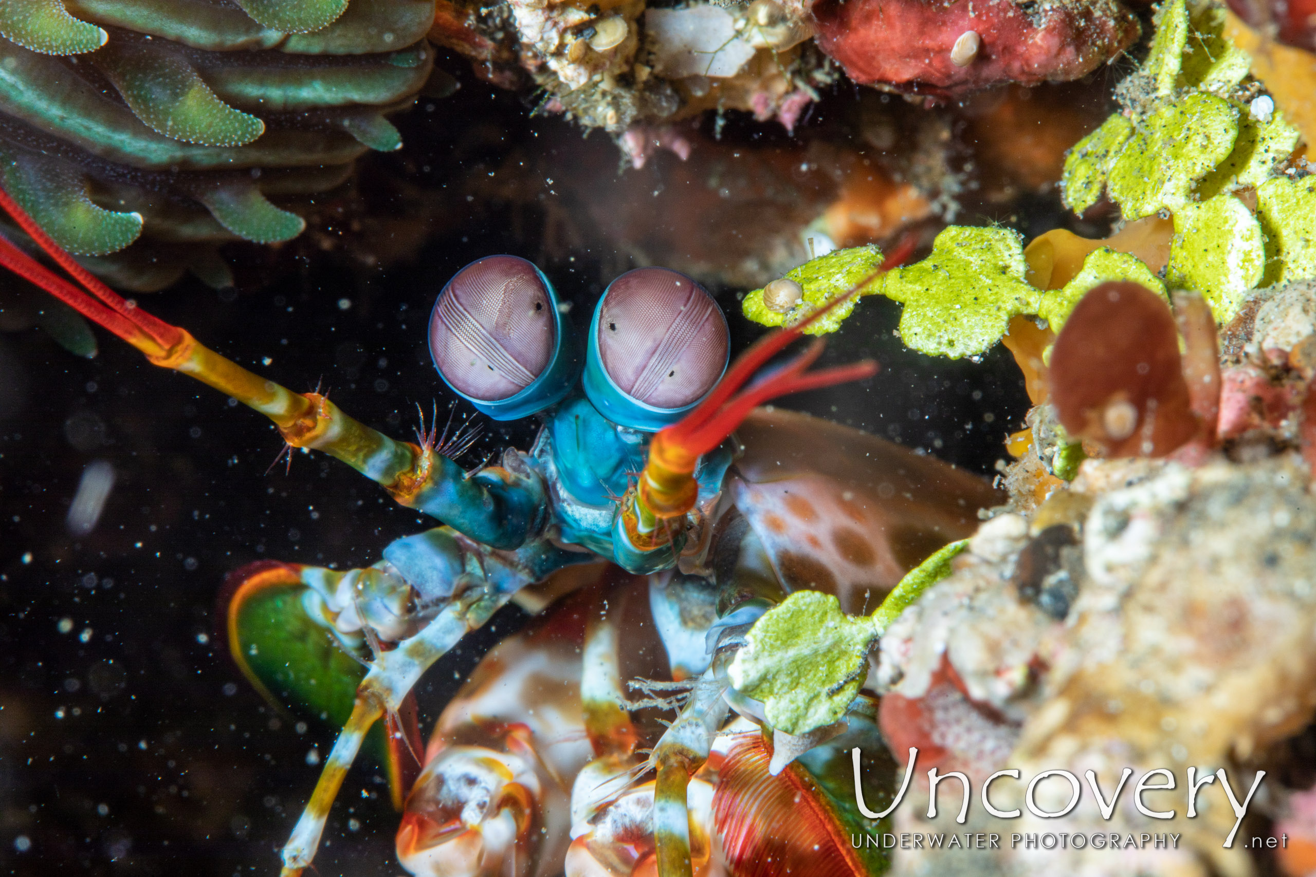 Peacock Mantis Shrimp (odontodactylus Scyllarus), photo taken in Indonesia, North Sulawesi, Lembeh Strait, Makawide 3