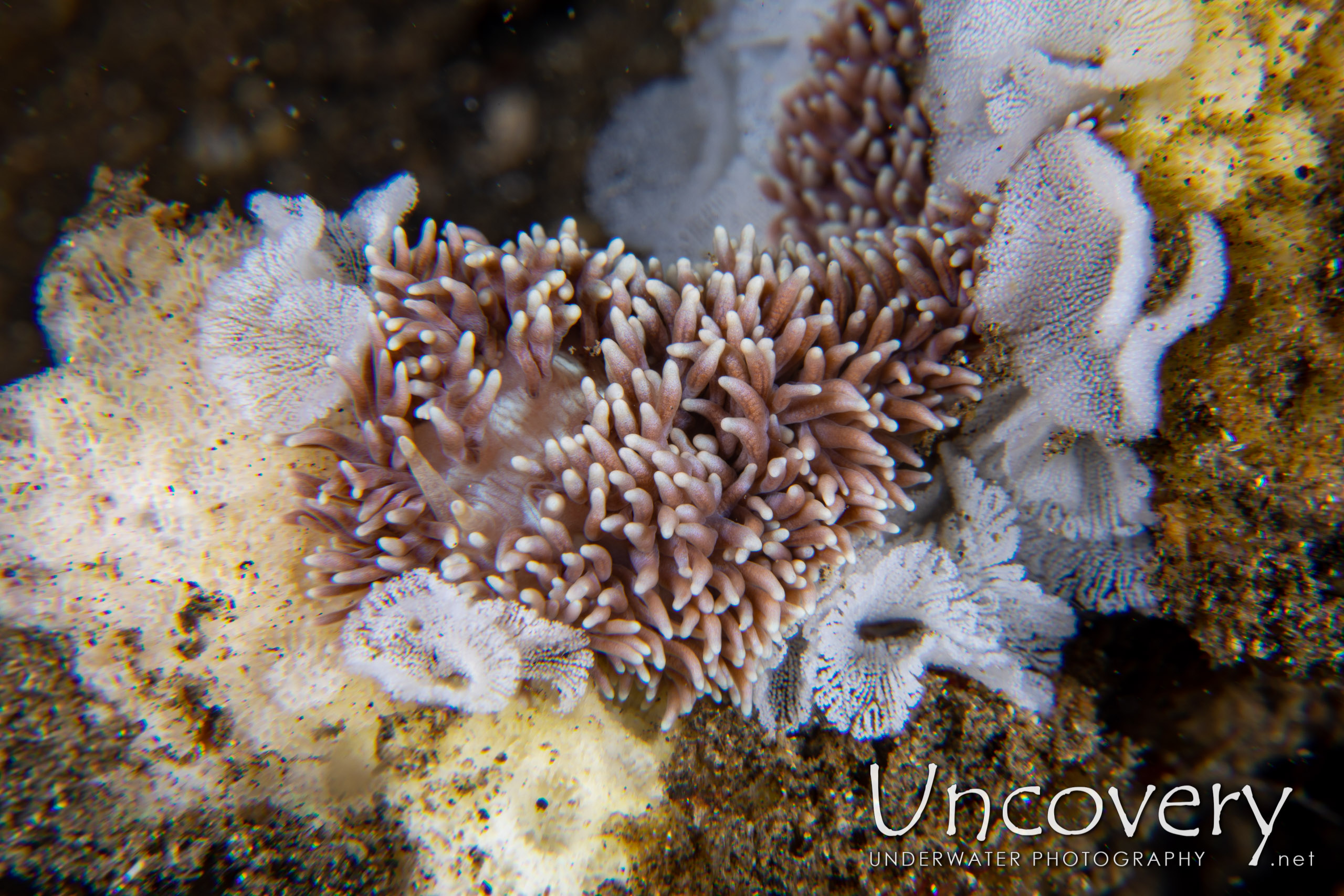 Nudibranch (tenellia Sp. 97), photo taken in Indonesia, North Sulawesi, Lembeh Strait, Makawide 3