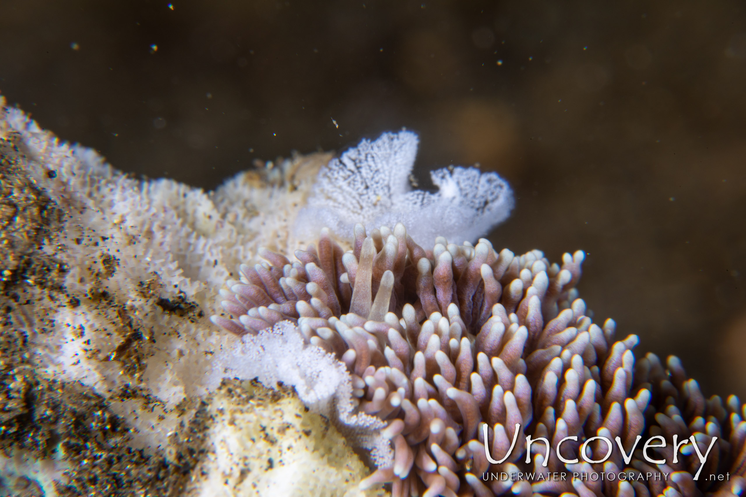 Nudibranch (tenellia Sp. 97), photo taken in Indonesia, North Sulawesi, Lembeh Strait, Makawide 3