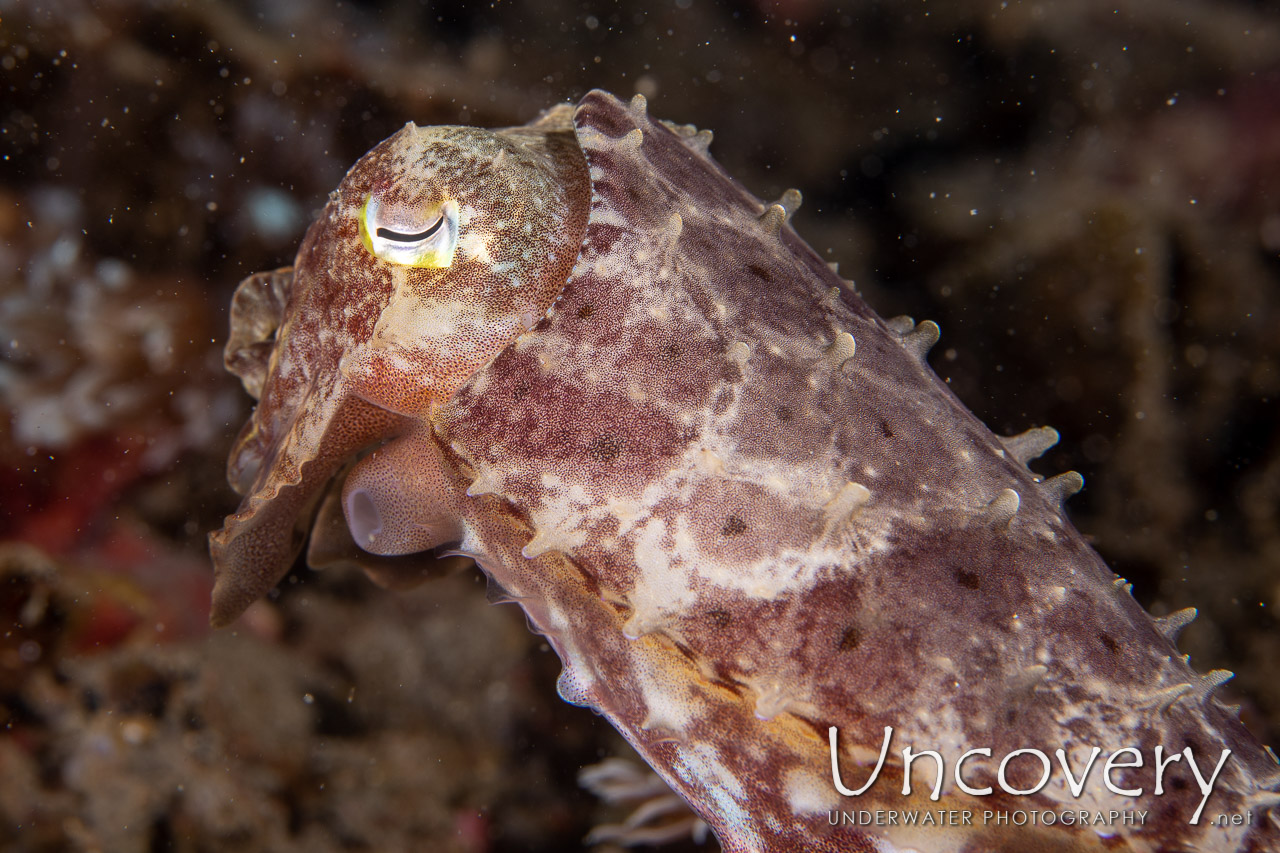 Broadclub Cuttlefish (sepia Latimanus) shot in Indonesia|North Sulawesi|Lembeh Strait|Makawide 3