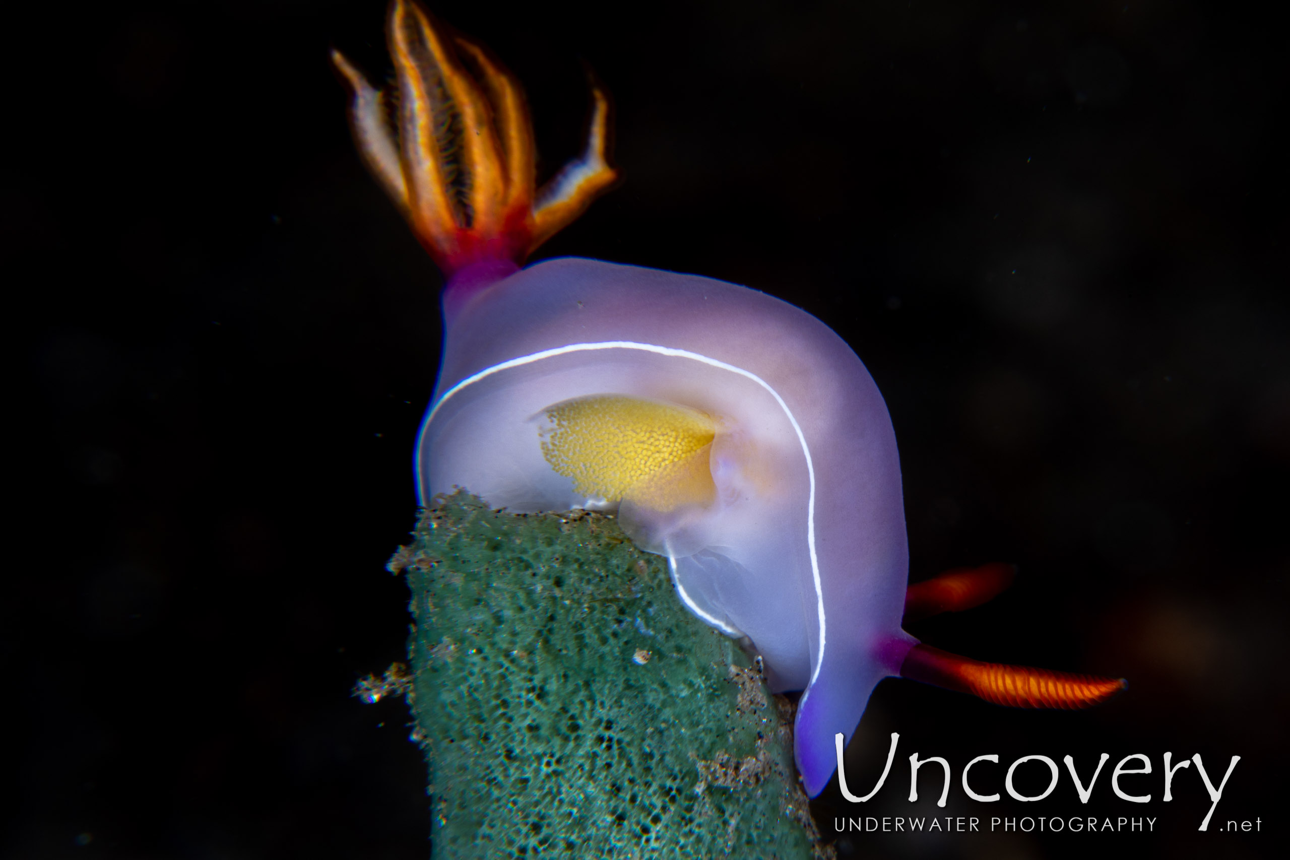 Nudibranch, photo taken in Indonesia, North Sulawesi, Lembeh Strait, Makawide 3