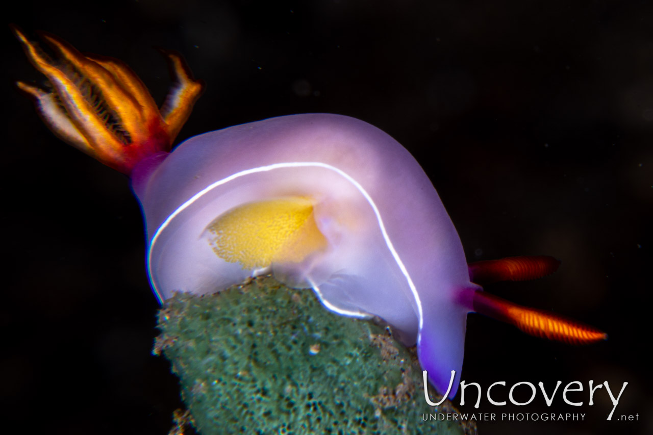 Nudibranch shot in Indonesia|North Sulawesi|Lembeh Strait|Makawide 3
