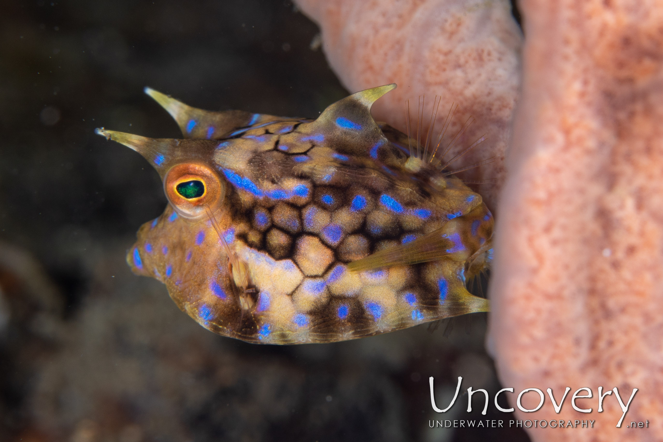 Thornback Cowfish (lactoria Fomasini), photo taken in Indonesia, North Sulawesi, Lembeh Strait, Makawide 3