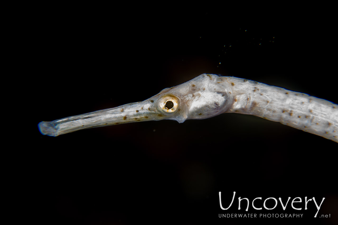 Shorttailed Pipefish (trachyrhamphus Bicoarctatus) shot in Indonesia|North Sulawesi|Lembeh Strait|Makawide 3