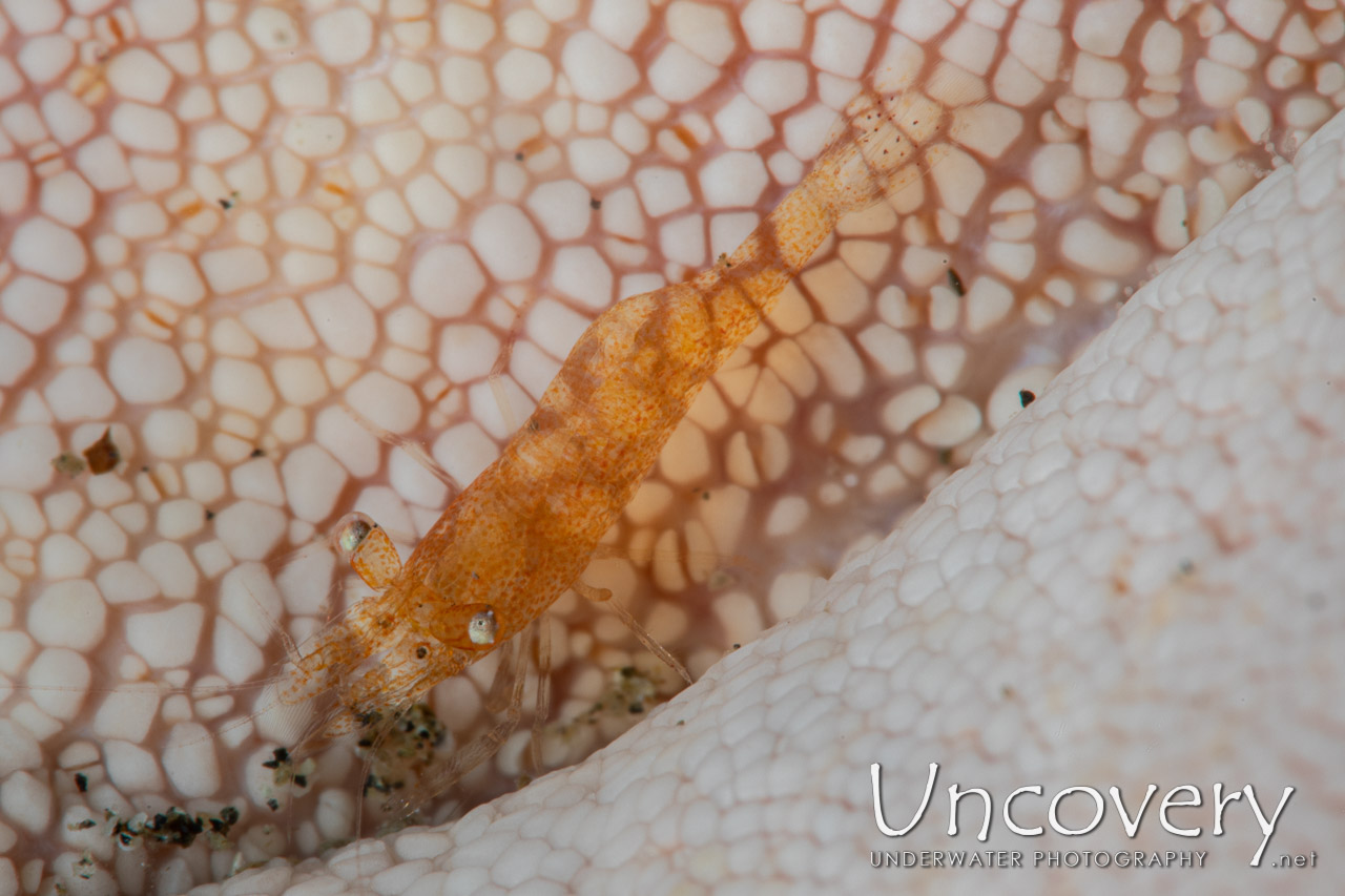 Sea Star Shrimp (zenopontonia Soror) shot in Indonesia|North Sulawesi|Lembeh Strait|Makawide 3