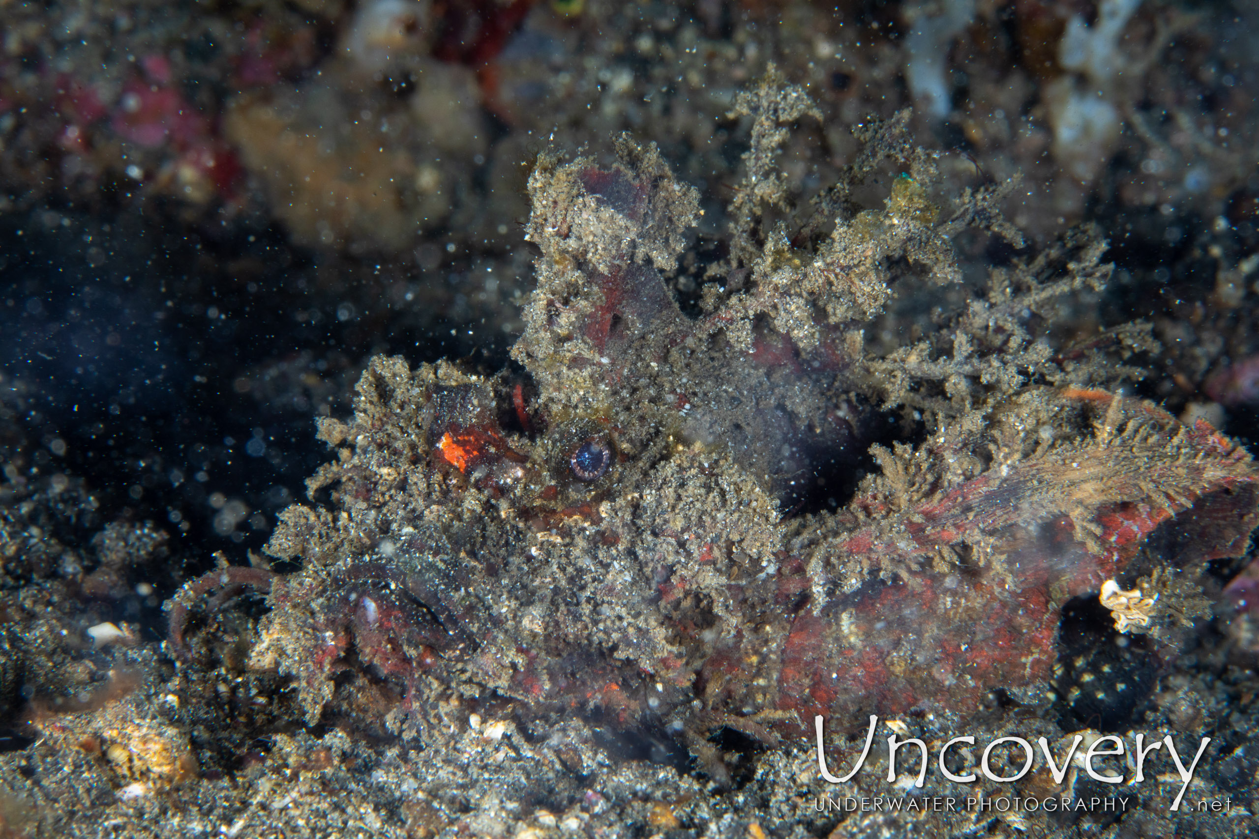 Spiny Devilfish (inimicus Didactylus), photo taken in Indonesia, North Sulawesi, Lembeh Strait, Makawide 3