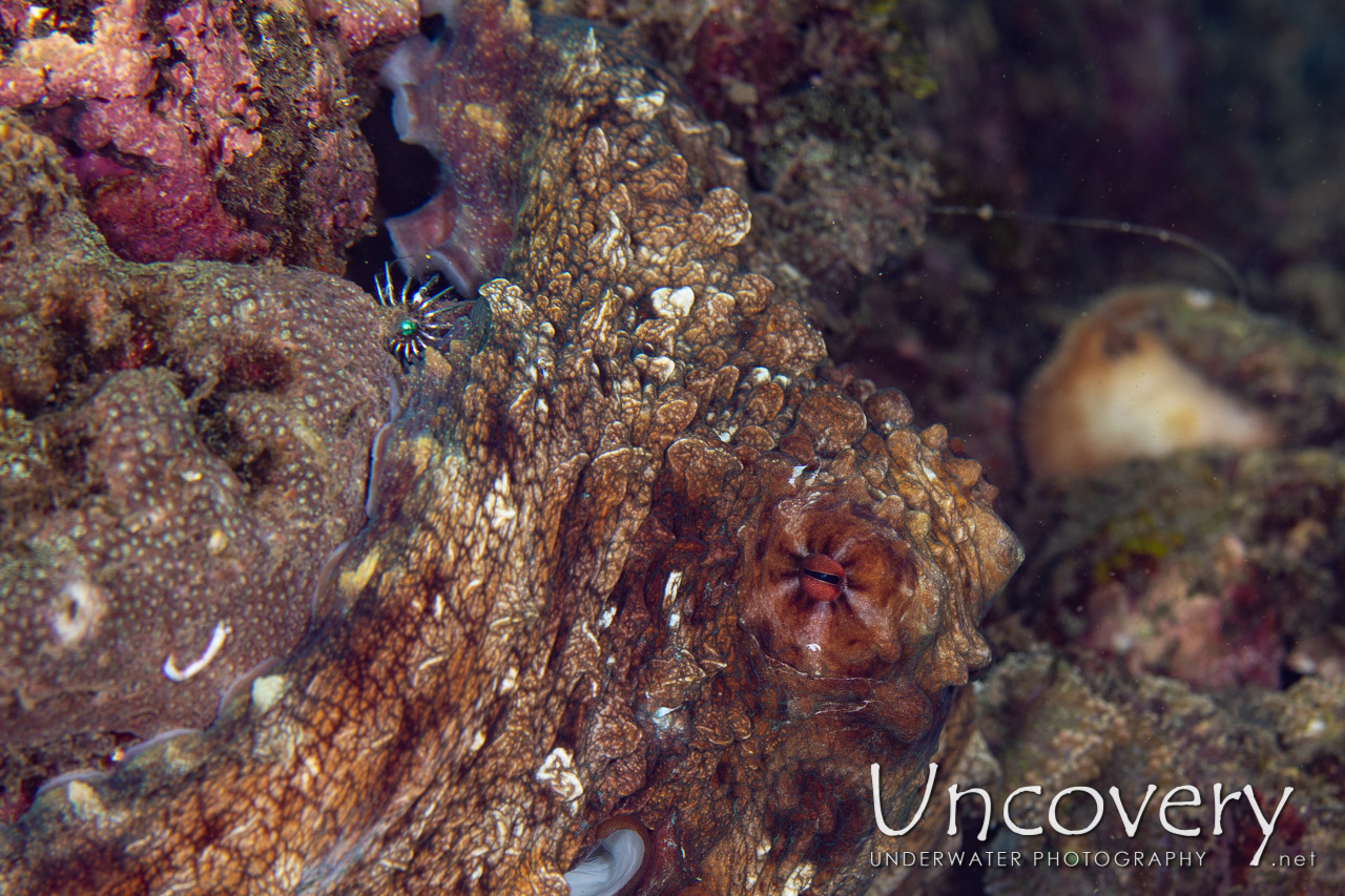 Day Octopus (octopus Cyanea), photo taken in Indonesia, North Sulawesi, Lembeh Strait, Makawide 3