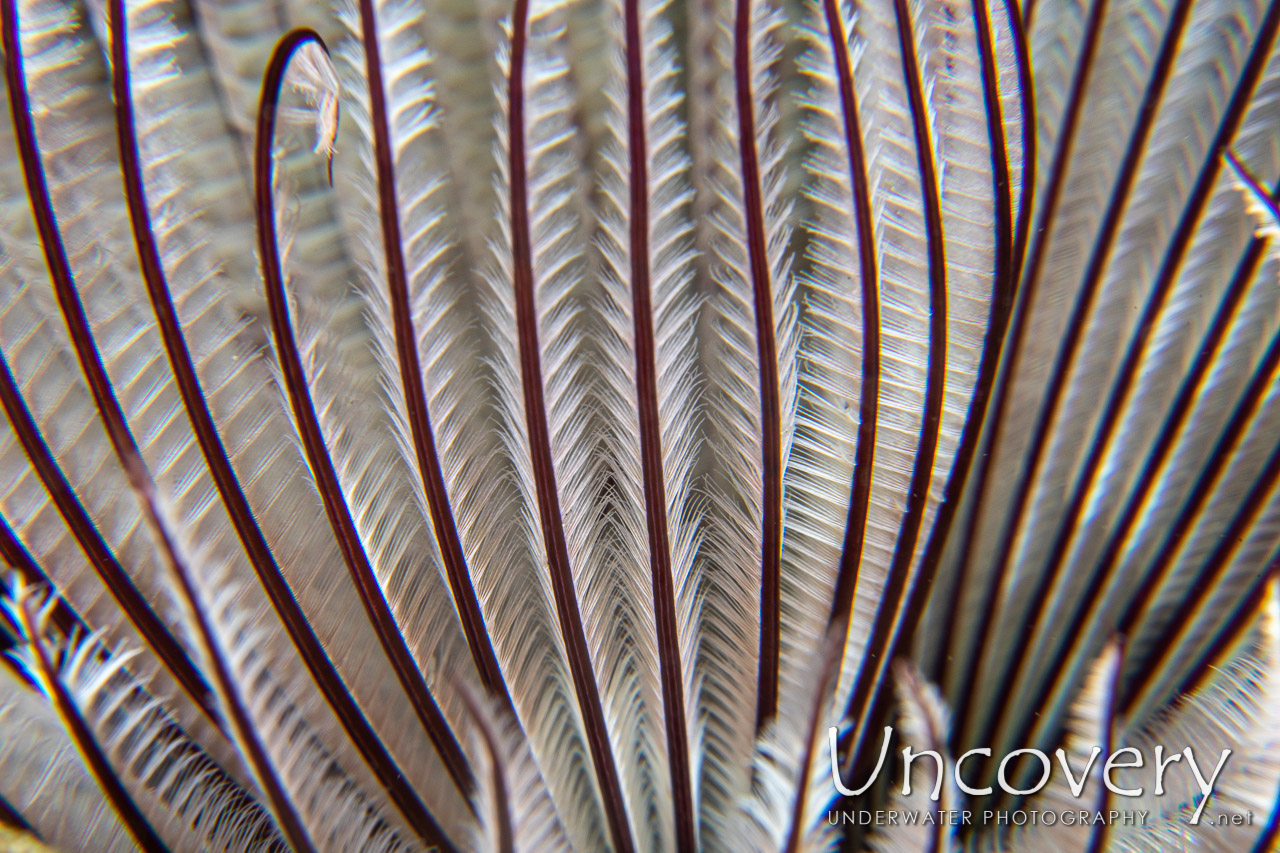 Common Feather Duster Worm (sabellastarte Sanctijosephi) shot in Indonesia|North Sulawesi|Lembeh Strait|Lembeh Resort House Reef