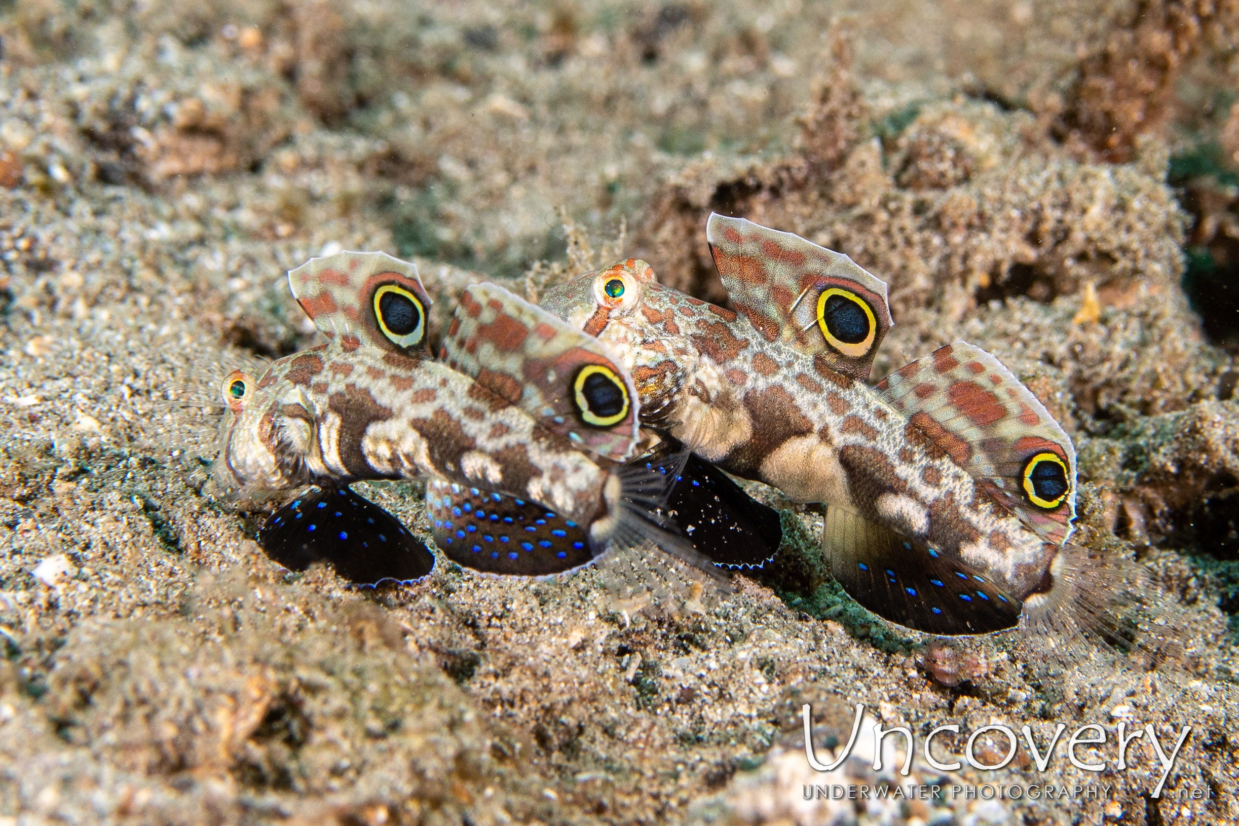 Signal Goby (signigobius Biocellatus), photo taken in Indonesia, North Sulawesi, Lembeh Strait, Lembeh Resort House Reef